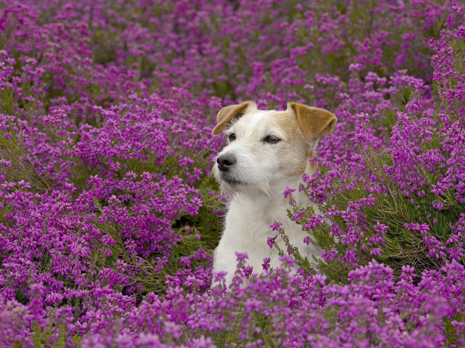 Download mobile wallpaper Animals, Flowers, Dogs for free.