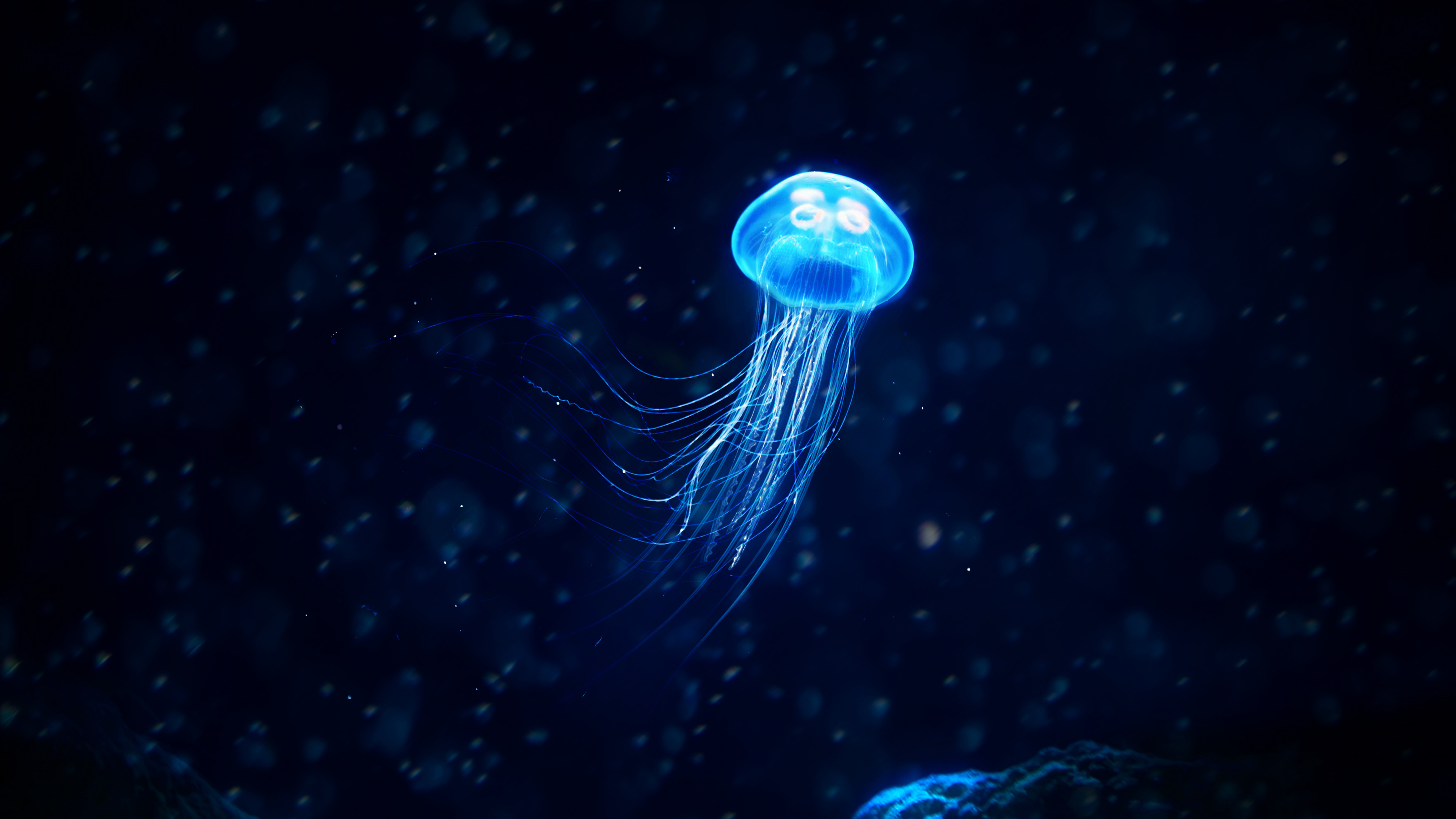 Медуза планктон