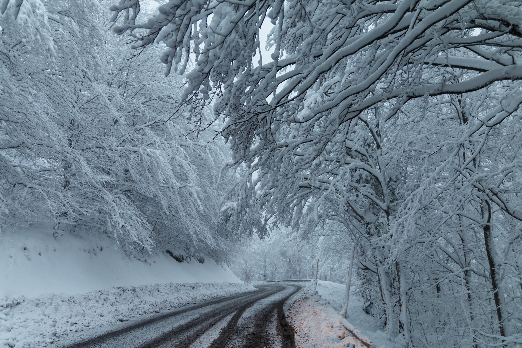 Снежная дорога с деревьями