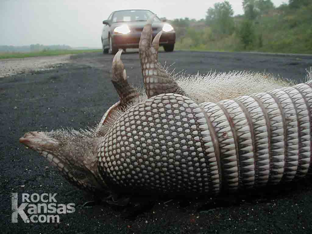  Armadillo Tablet Wallpapers