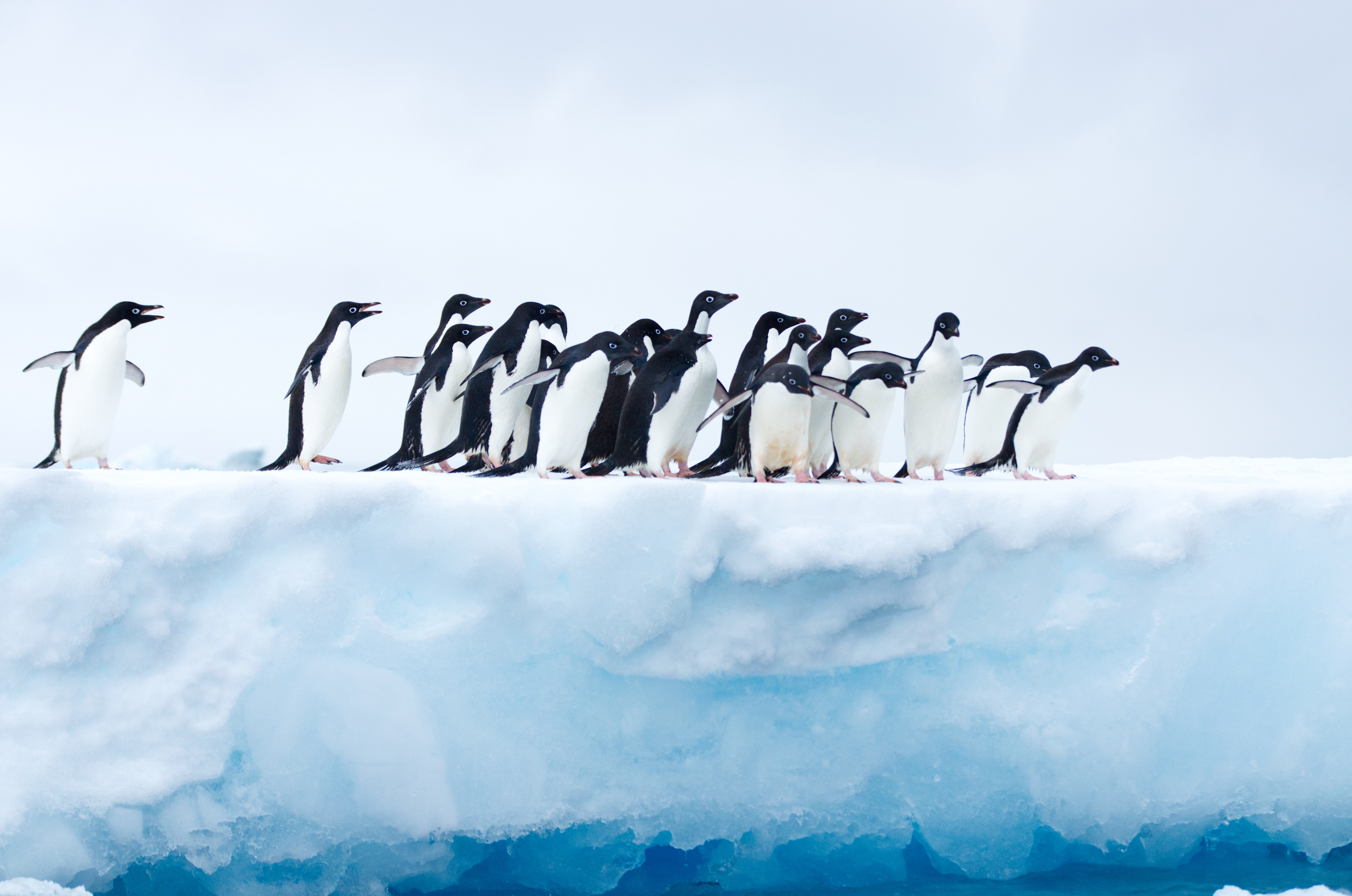 102790 Hintergrundbild herunterladen tiere, pinguins, eis, herde, gletscher, antarktis - Bildschirmschoner und Bilder kostenlos