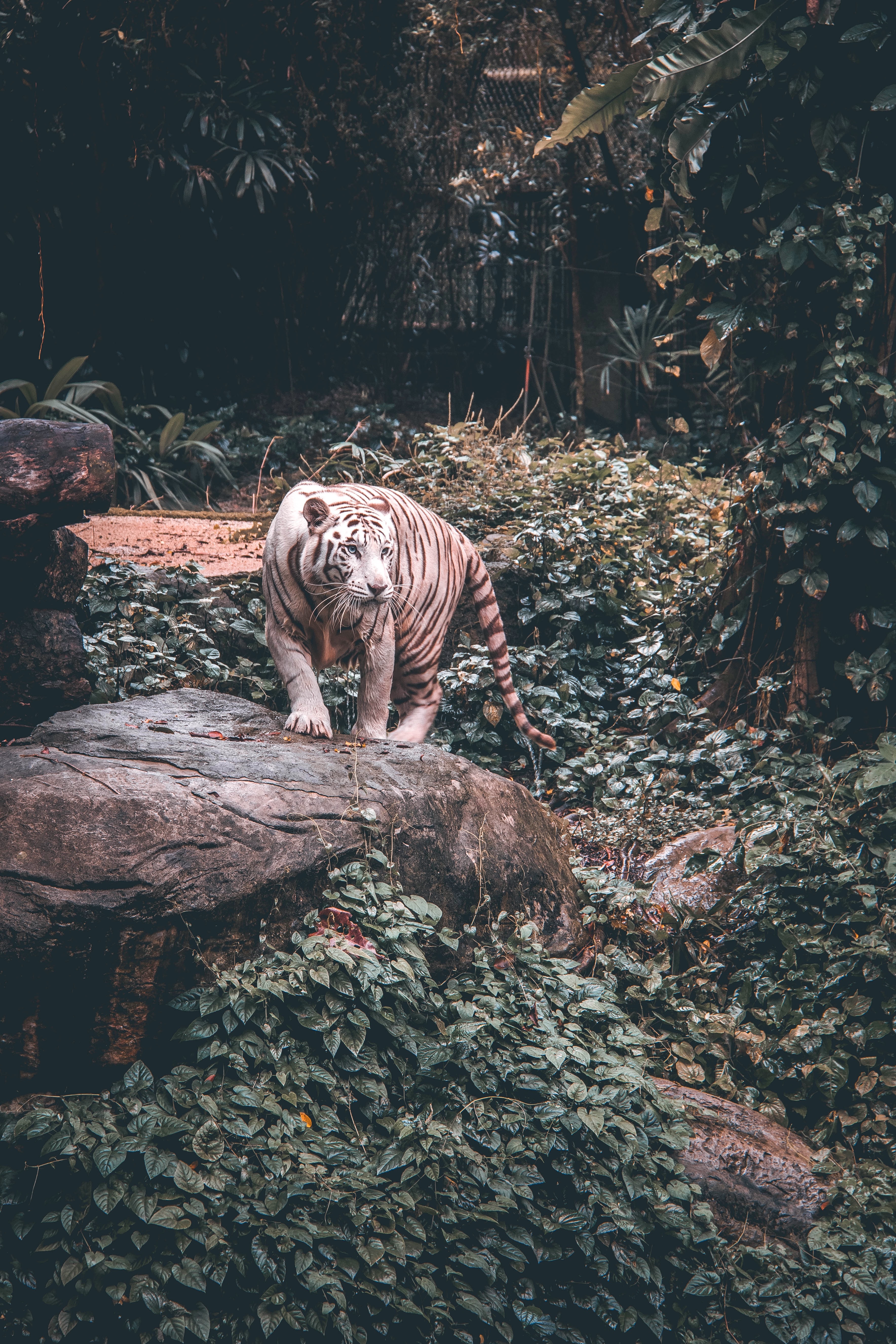 Free download wallpaper Stroll, Big Cat, Predator, Tiger, Animals on your PC desktop
