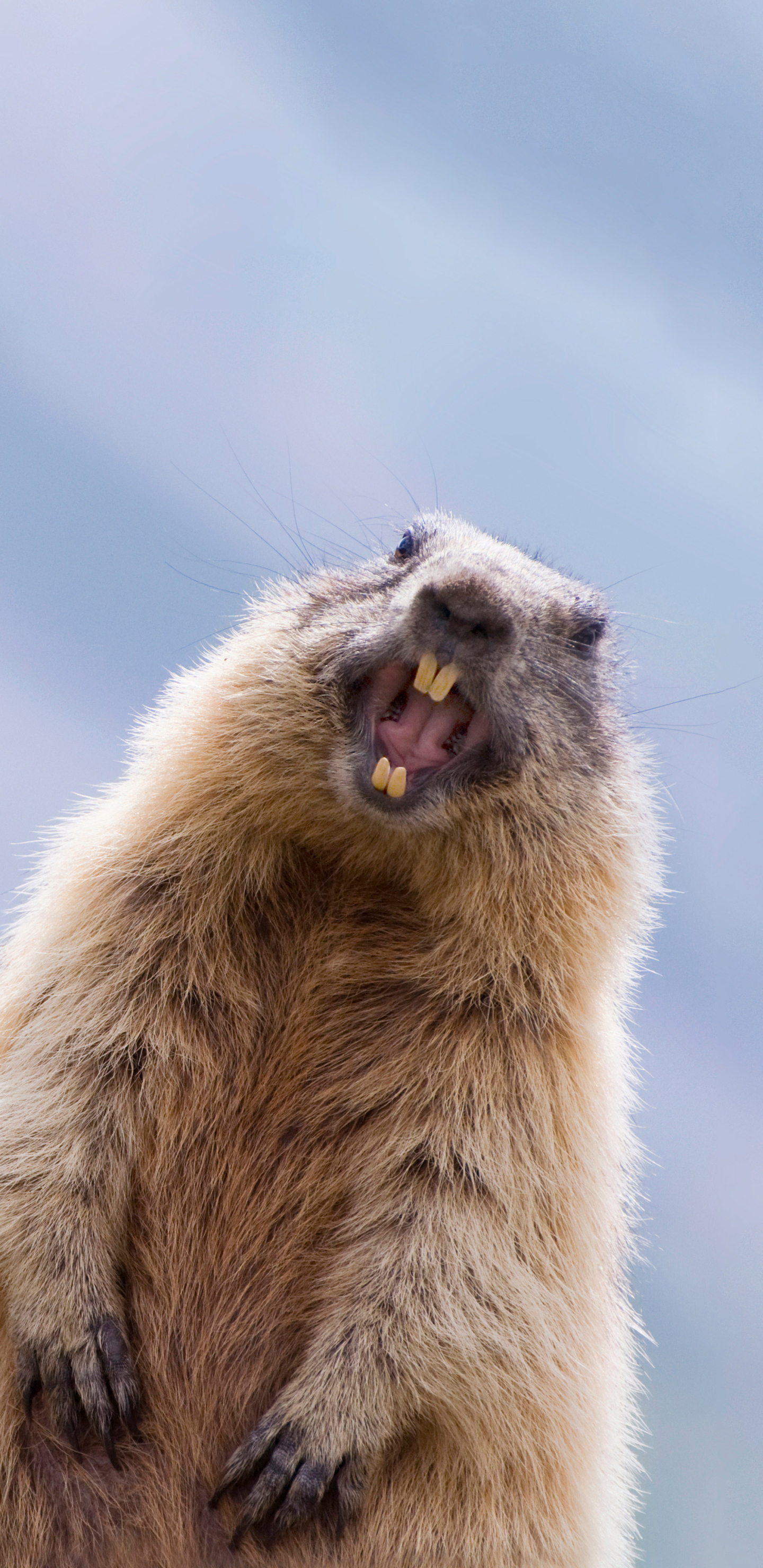 animal, marmot