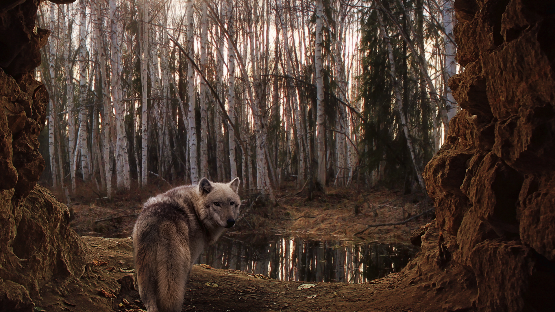 Laden Sie das Wölfe, Tiere-Bild kostenlos auf Ihren PC-Desktop herunter