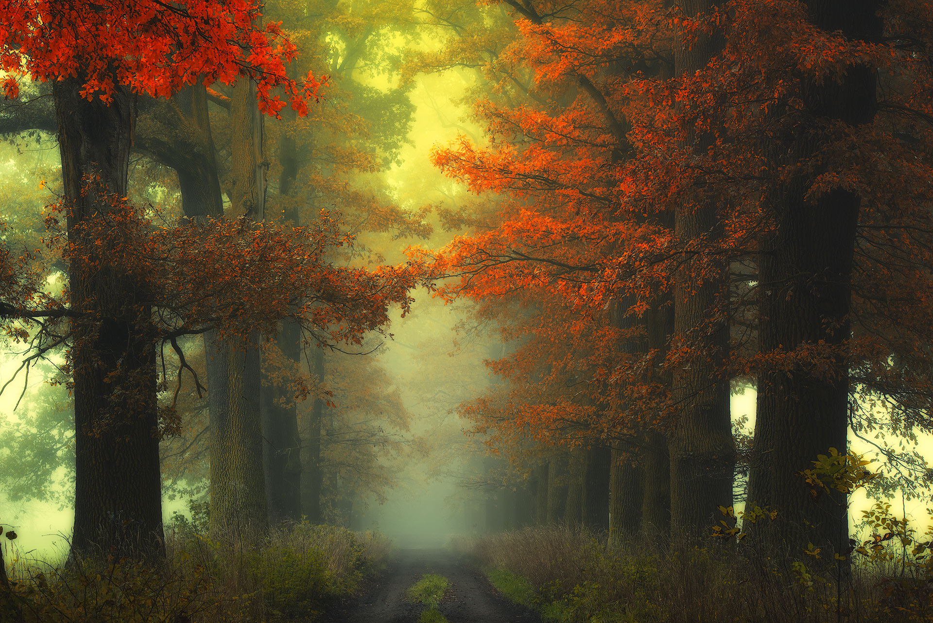 Осенний лес арт