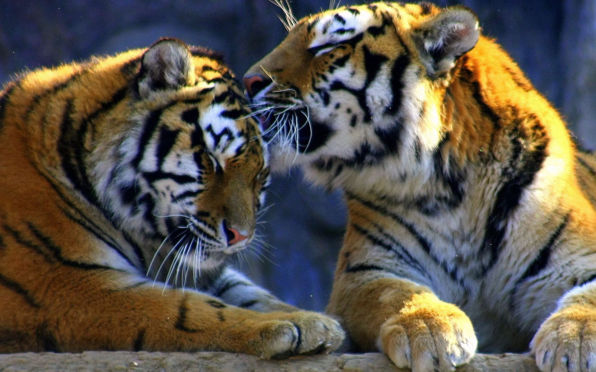 care, animals, tiger, caress of predators, predators' affections HD wallpaper