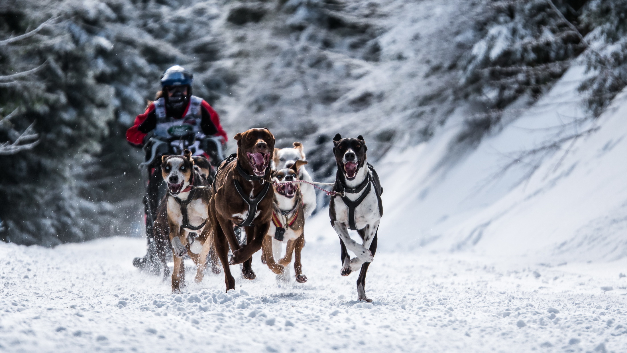 races, sports, snow, dog HD wallpaper
