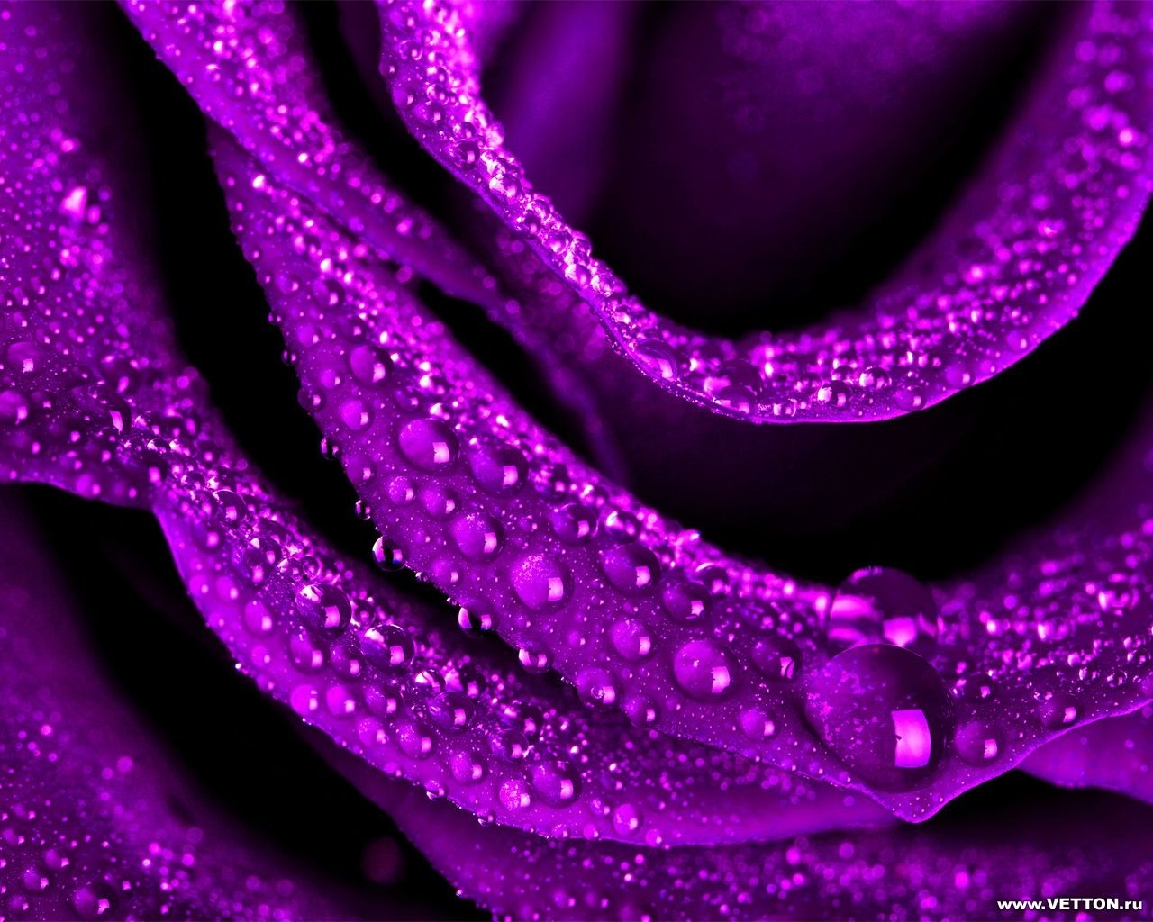 Бесплатное скачивание Фиолетовых обоев на телефон