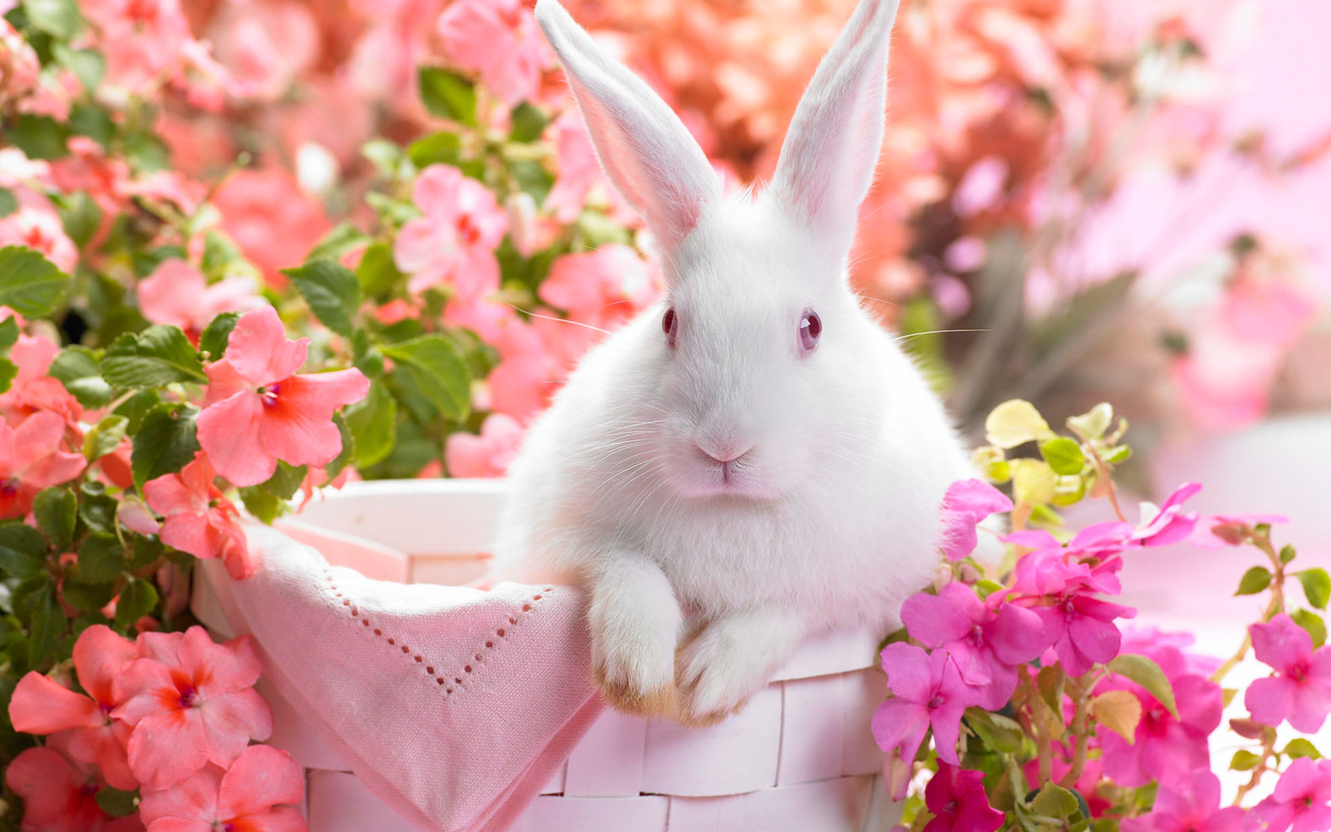 flower, rabbit, pink, animal, cute, bunny mobile wallpaper