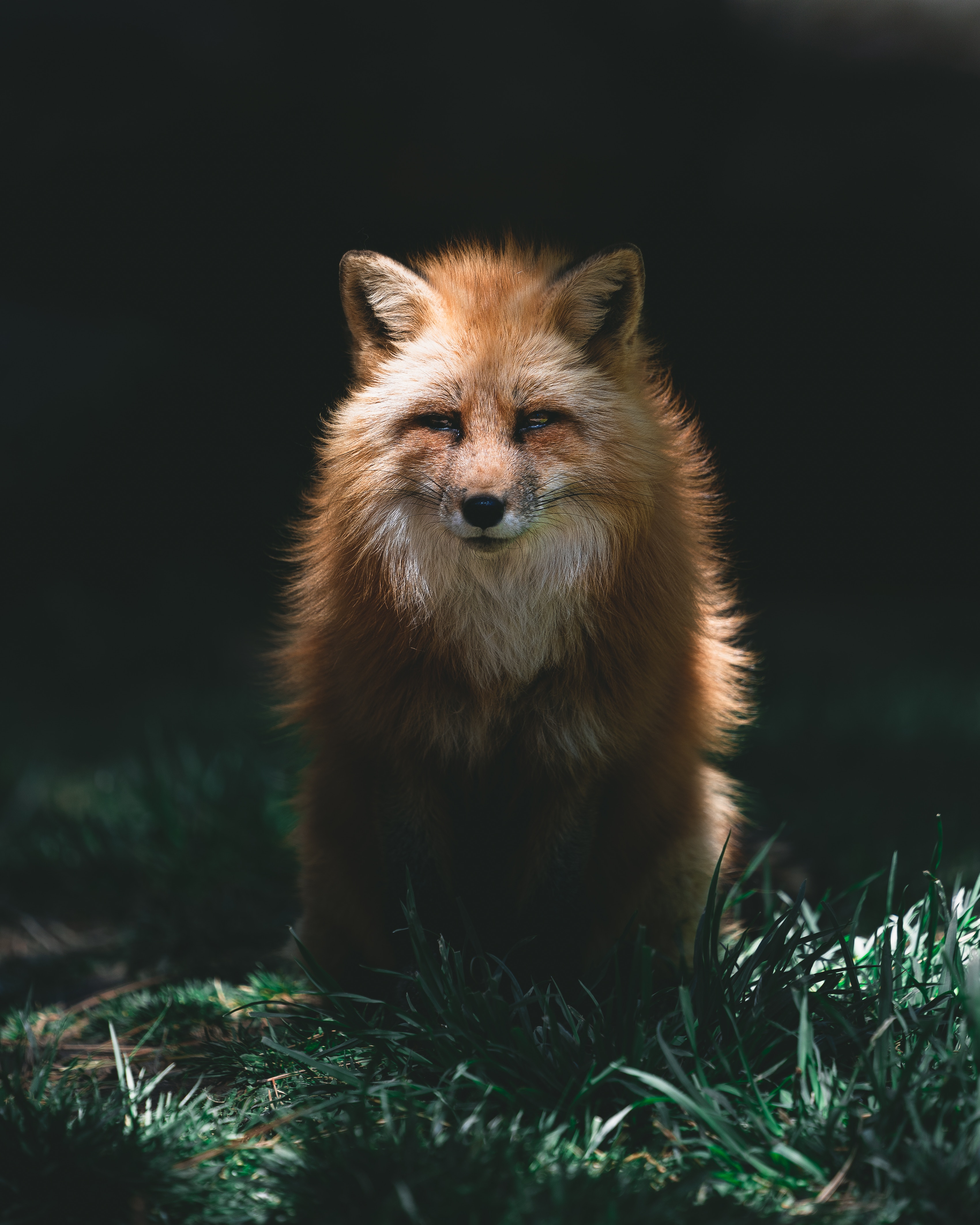 fox, animals, red, predator, sight, opinion, animal, redhead