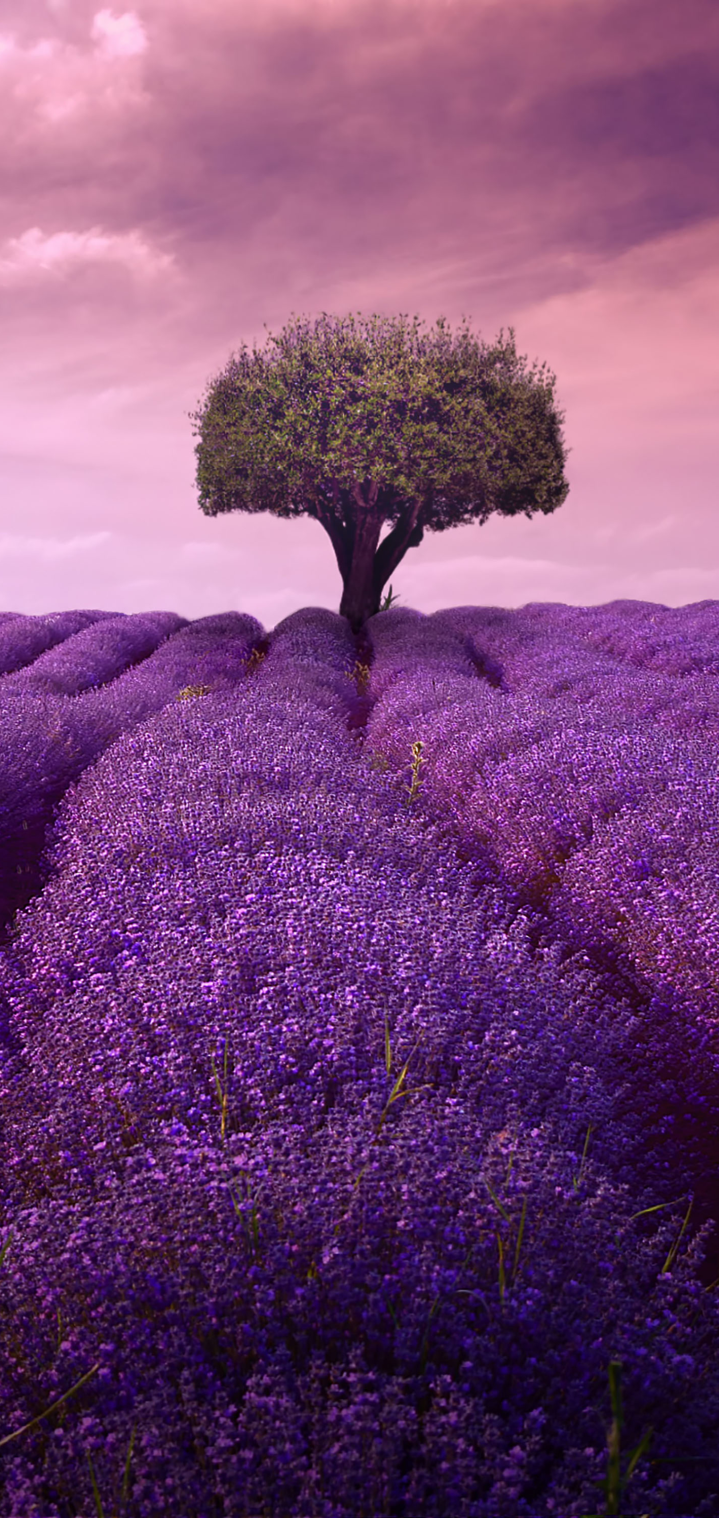  Lavender HQ Background Images