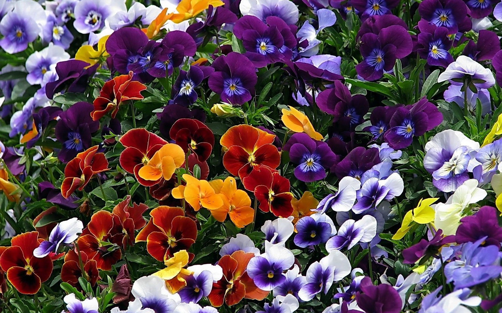 Виола цветы фото выращивание и уход многолетние