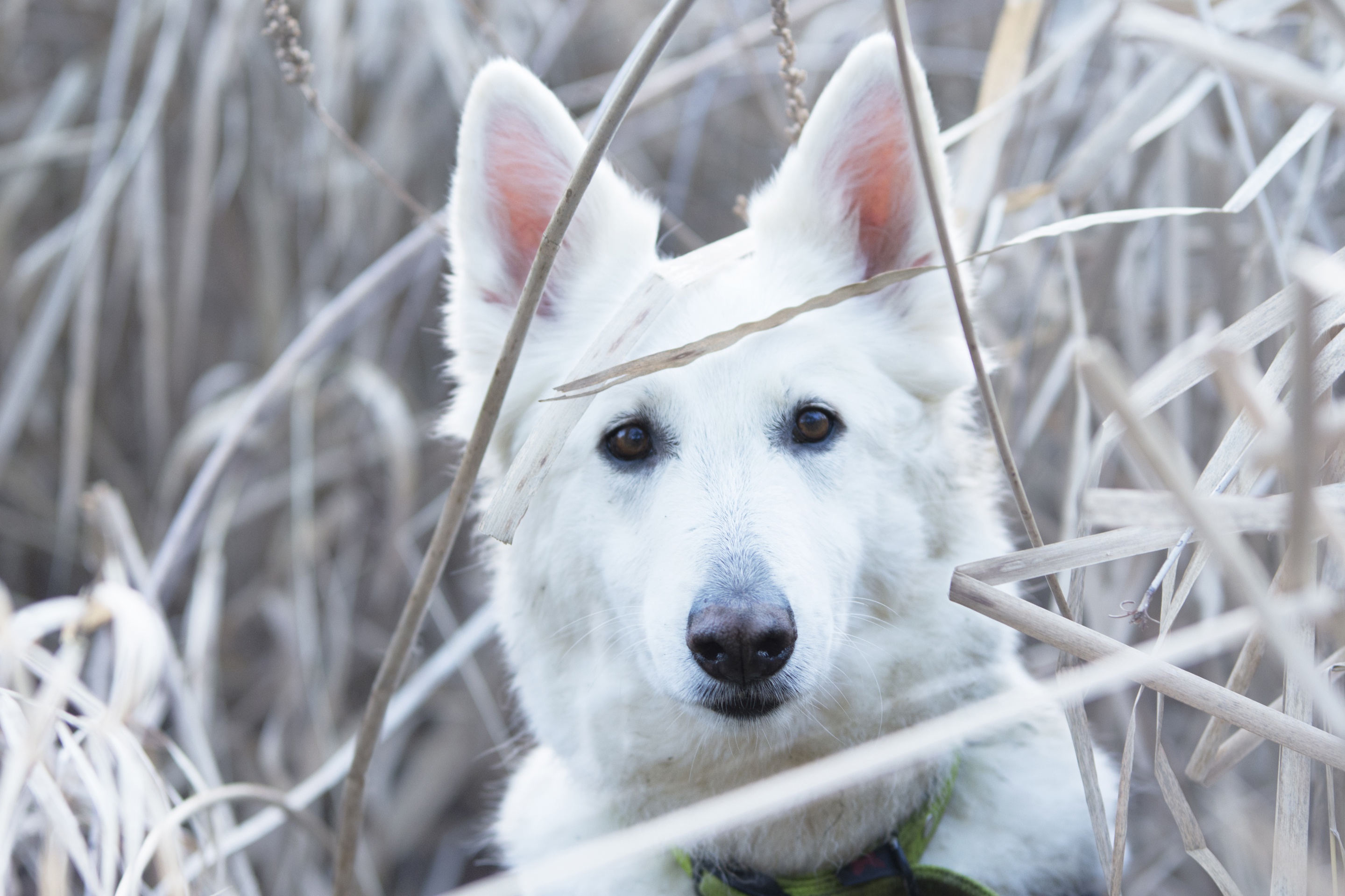 Собака белая швейцарская овчарка