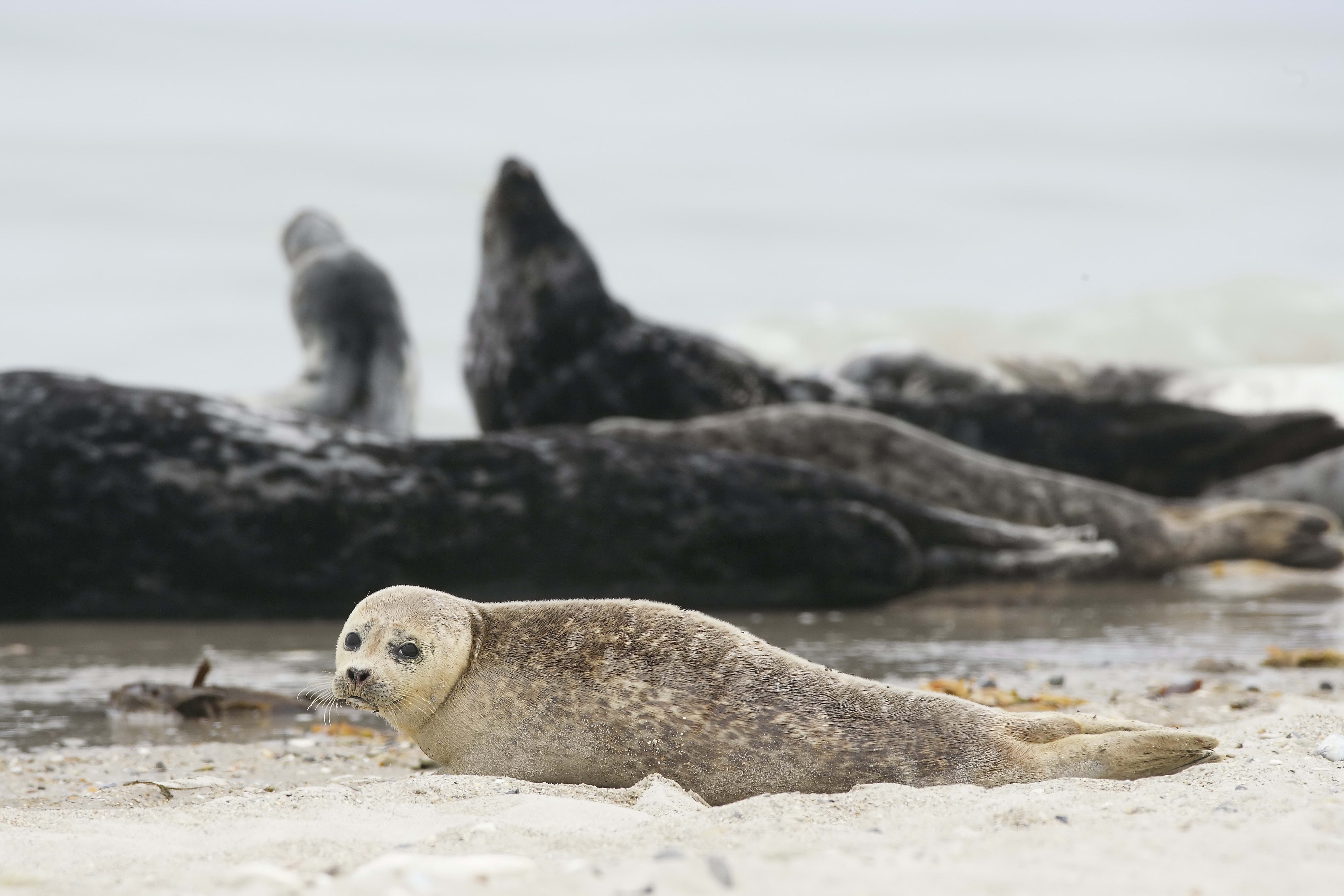 animals, sand, blur, smooth, animal, fur seal phone background