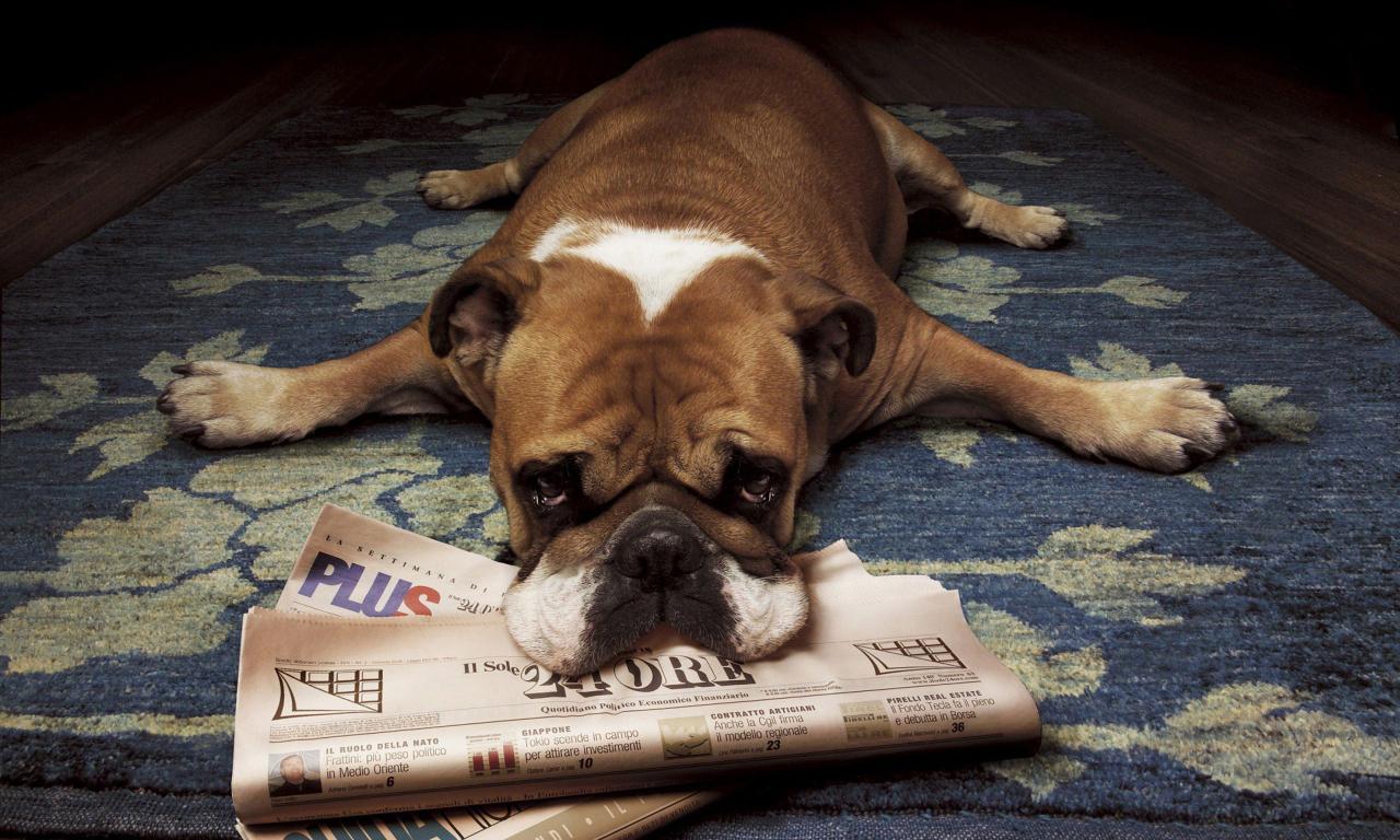 animal, bulldog, newspaper HD wallpaper