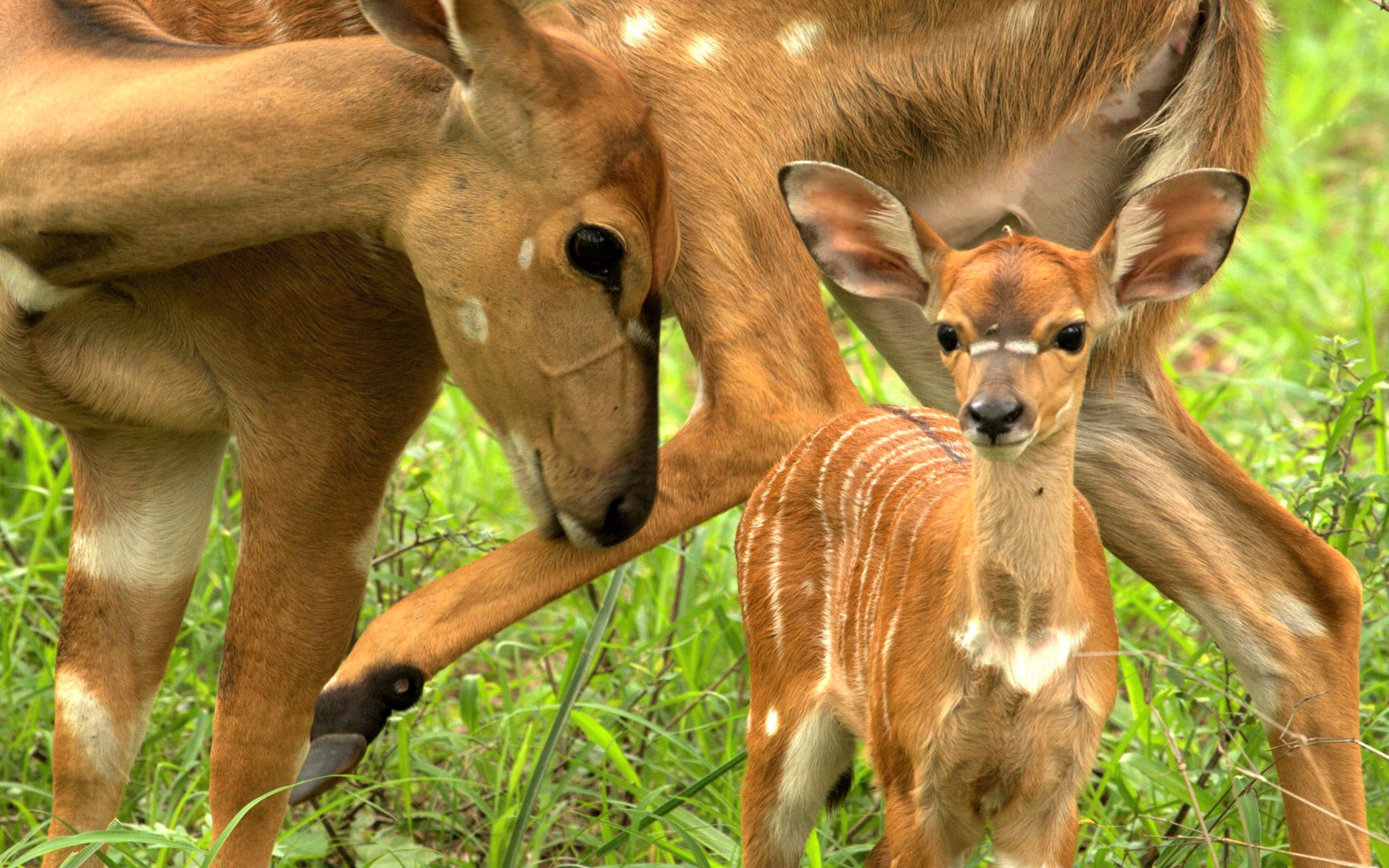 885902壁紙のダウンロード動物, 鹿, 赤ちゃん動物, 可愛い, 子鹿-スクリーンセーバーと写真を無料で