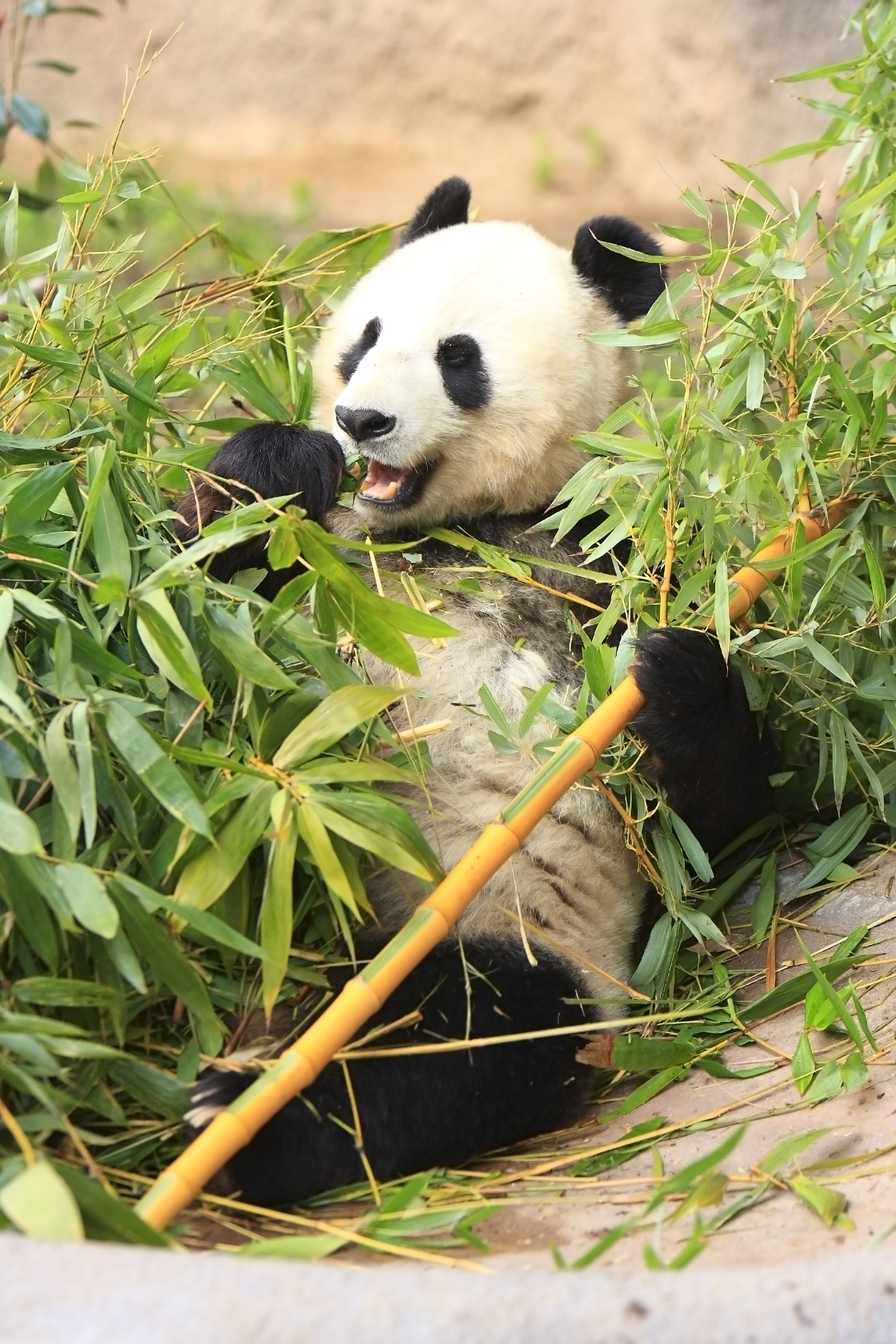 93296 Hintergrundbild herunterladen lustig, tiere, blätter, komisch, bambus, panda - Bildschirmschoner und Bilder kostenlos