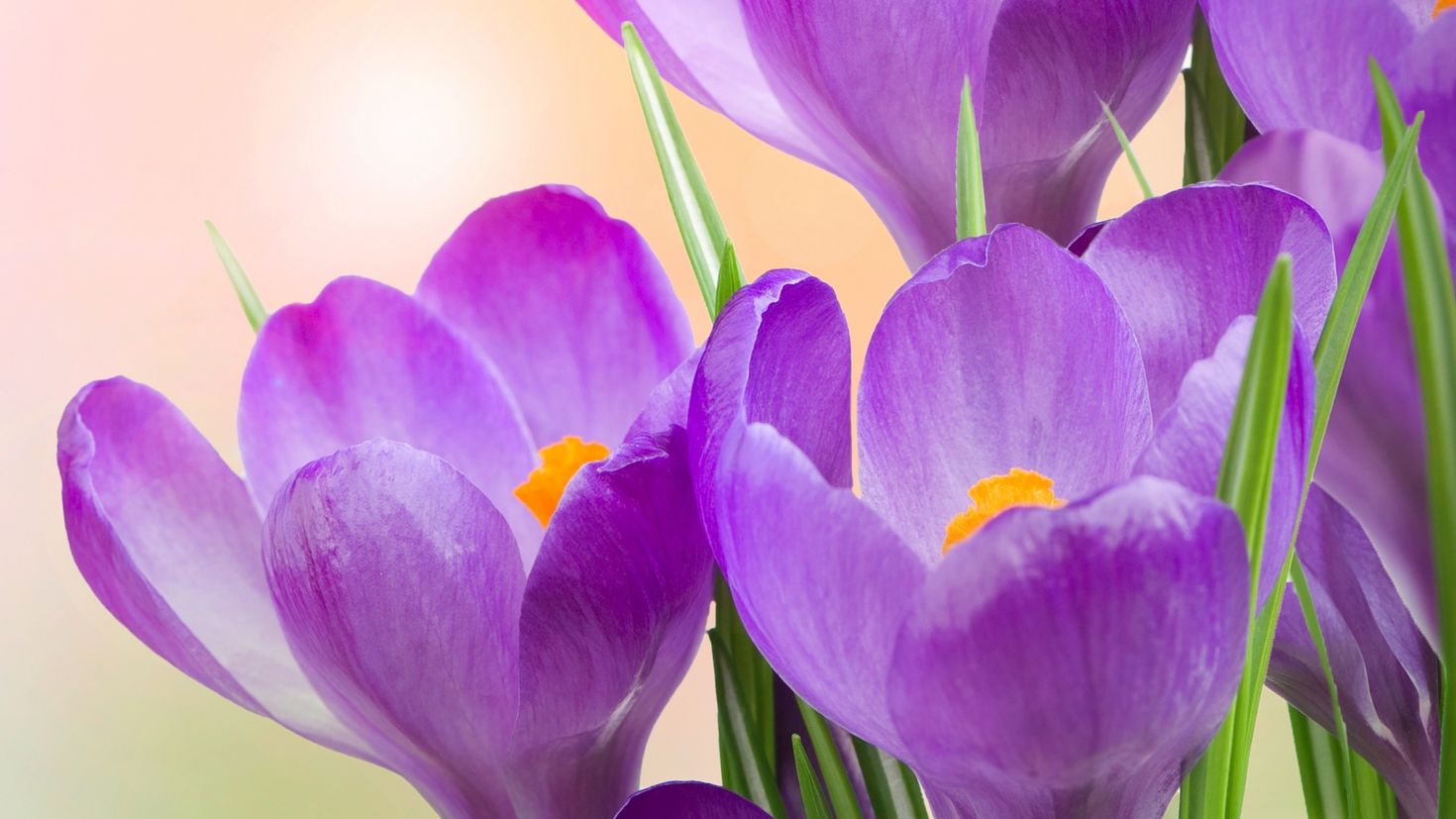 Баннер скорби крокус. Крокус весенний фиолетовый. Крокус цветок фиолетовый. Крокус бело фиолетовый. Крокусы с мимозой.