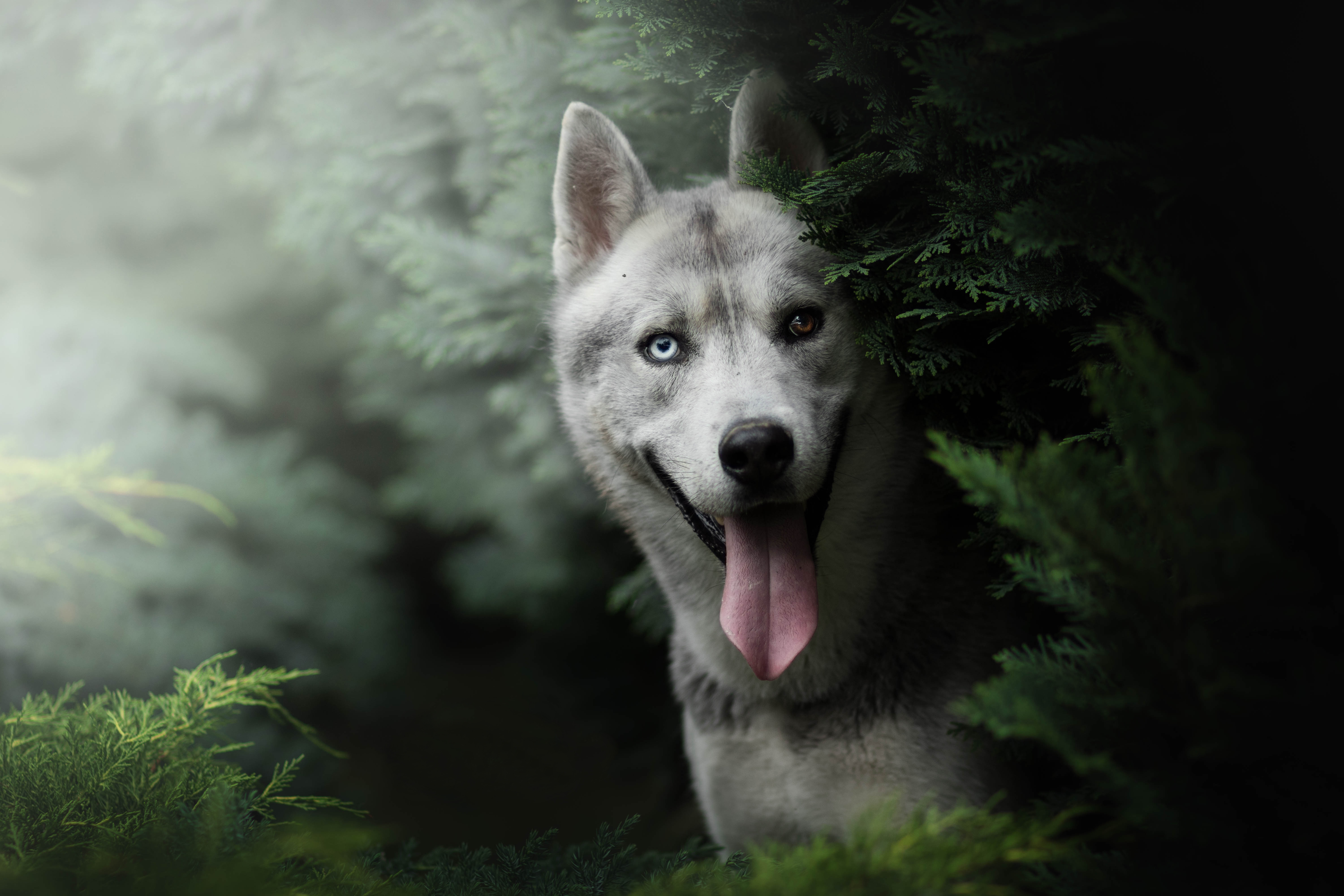 Free download wallpaper Dogs, Dog, Muzzle, Animal, Husky, Heterochromia on your PC desktop