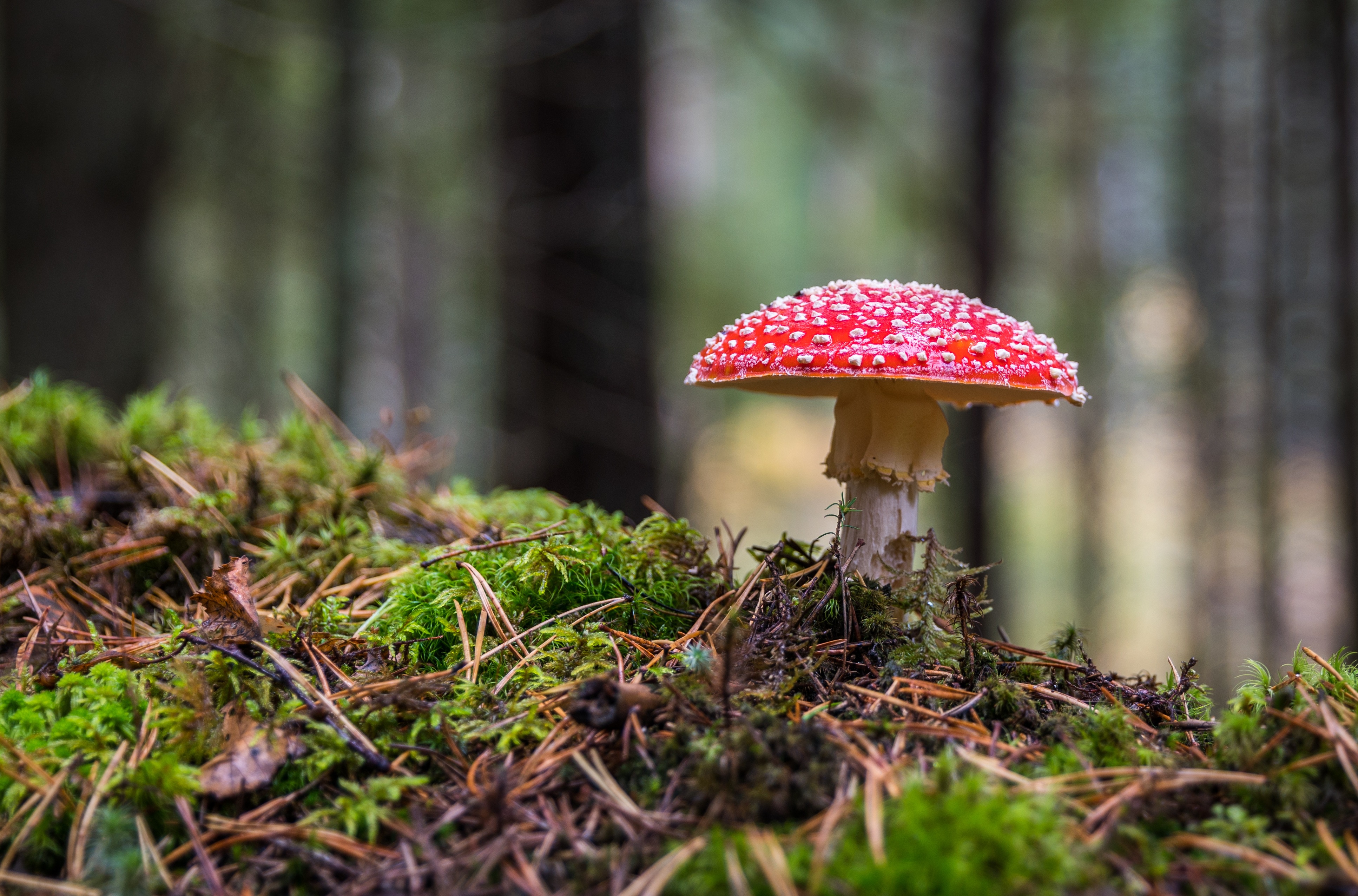 collection of best Fly Agaric HD wallpaper