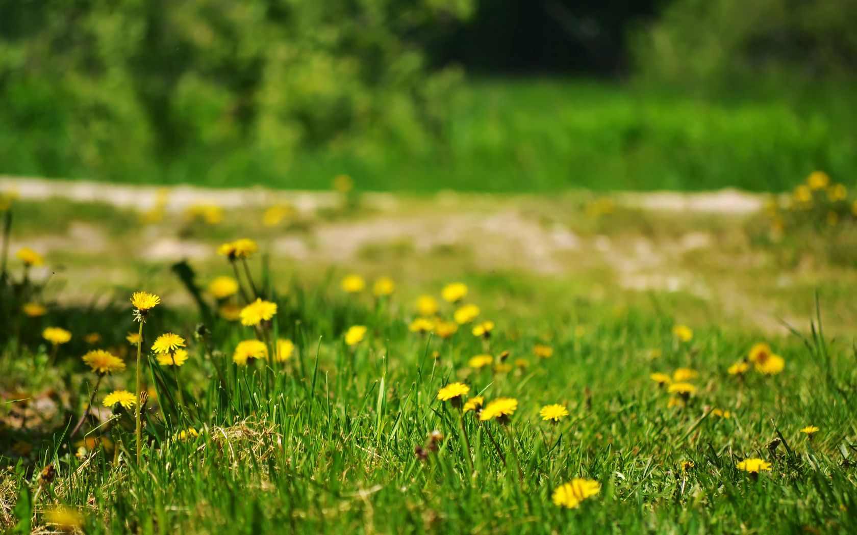 121096 Hintergrundbild herunterladen natur, grass, löwenzahn, gelb, polyana, glade - Bildschirmschoner und Bilder kostenlos