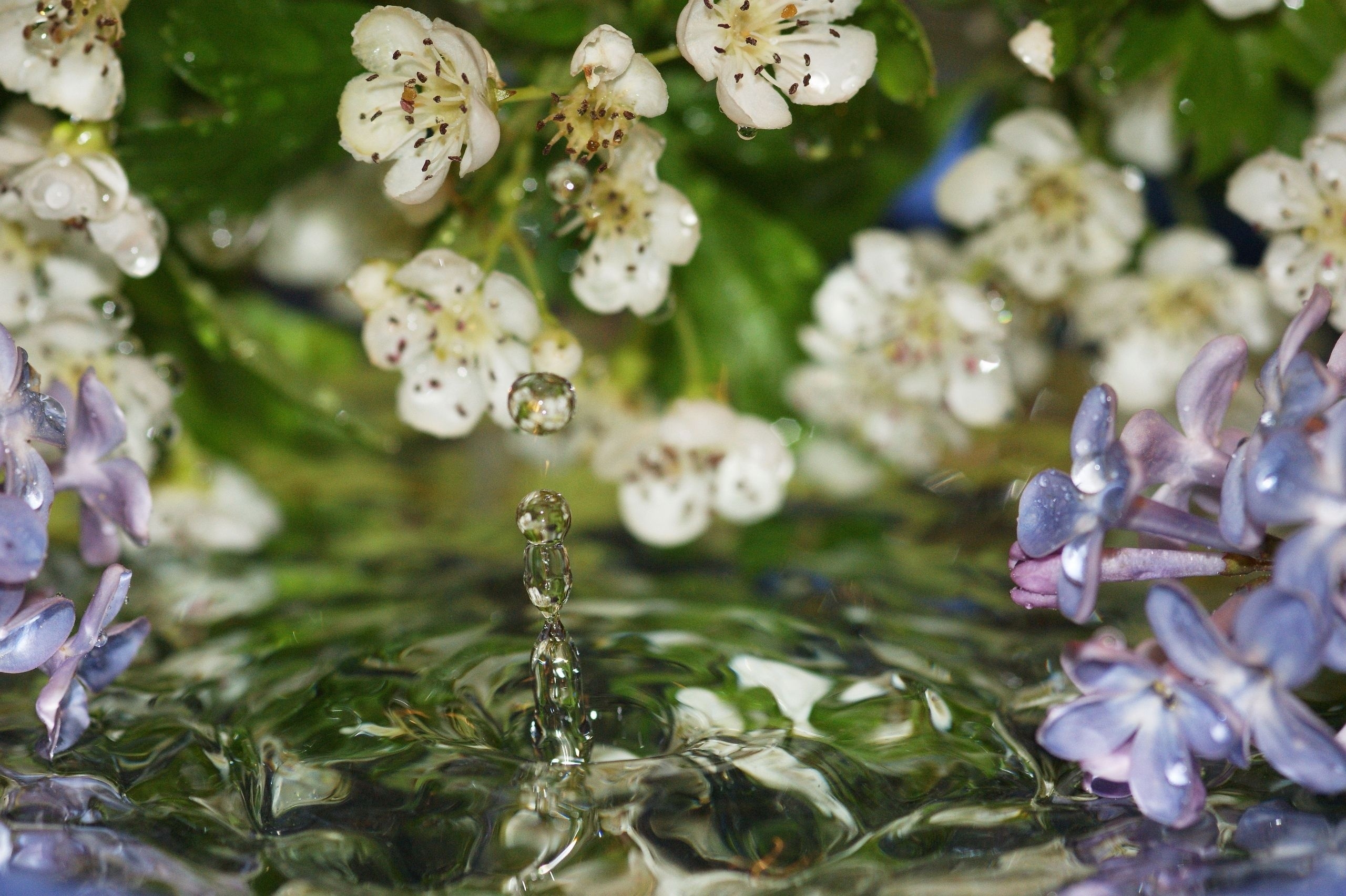 Handy-Wallpaper Drops, Blumen, Wasser, Lilac, Makro kostenlos herunterladen.