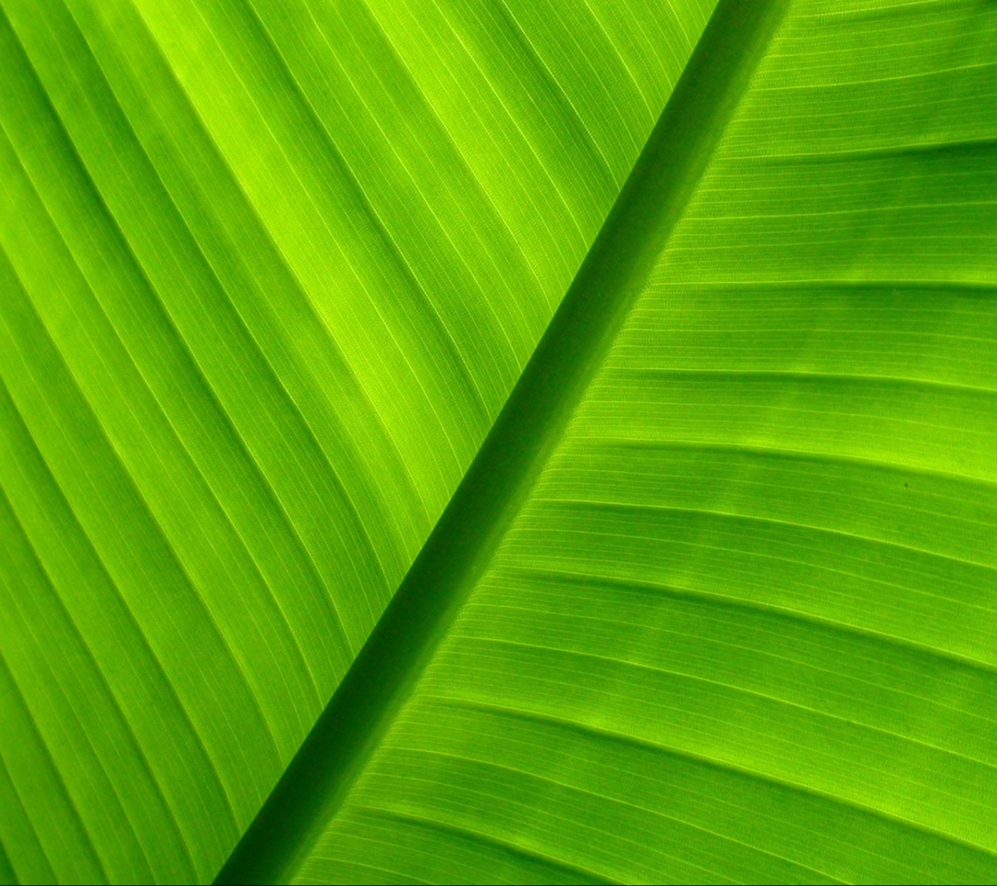1217262 free download Green wallpapers for phone,  Green images and screensavers for mobile
