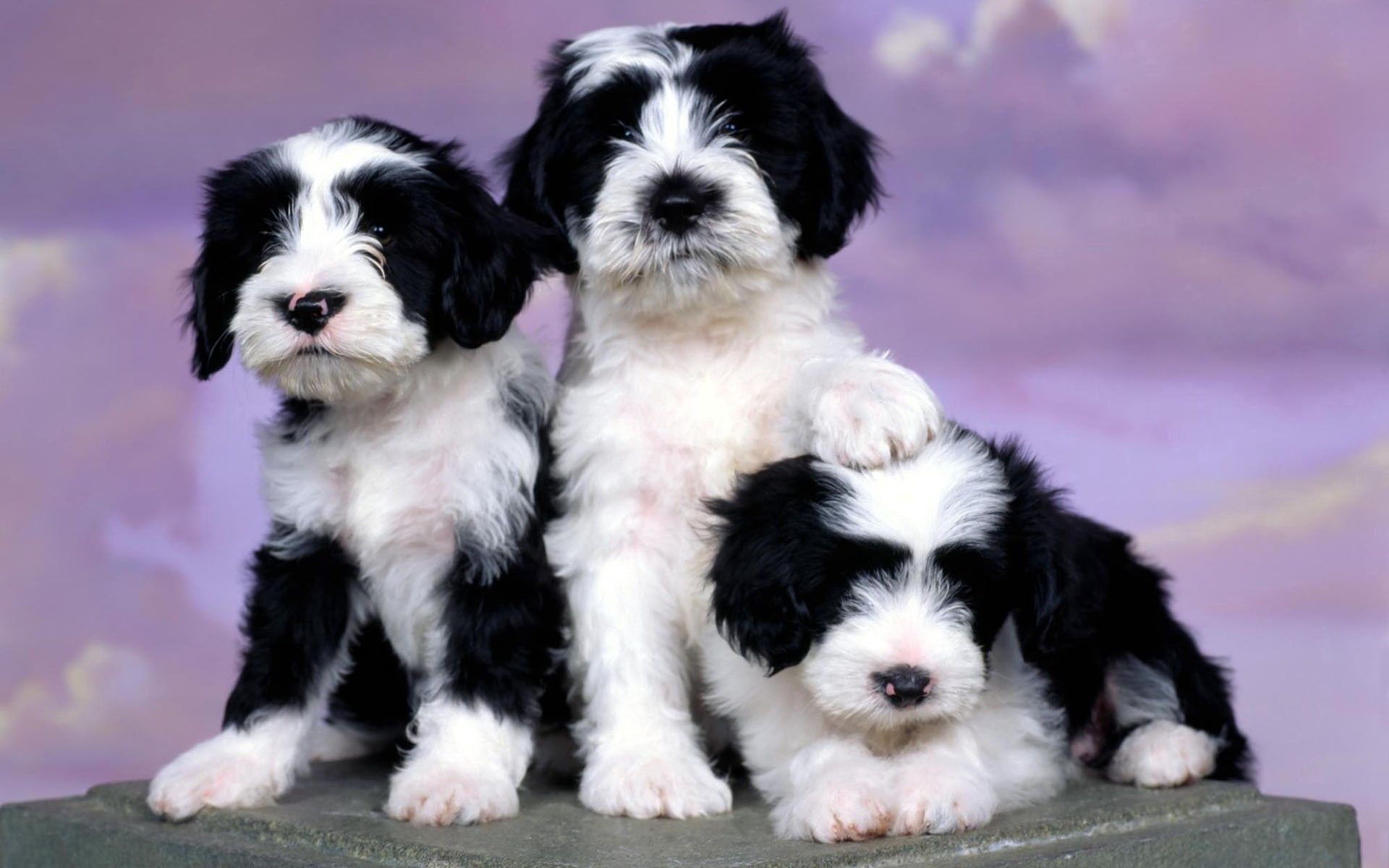 animals, spotted, three, puppies HD for desktop 1080p