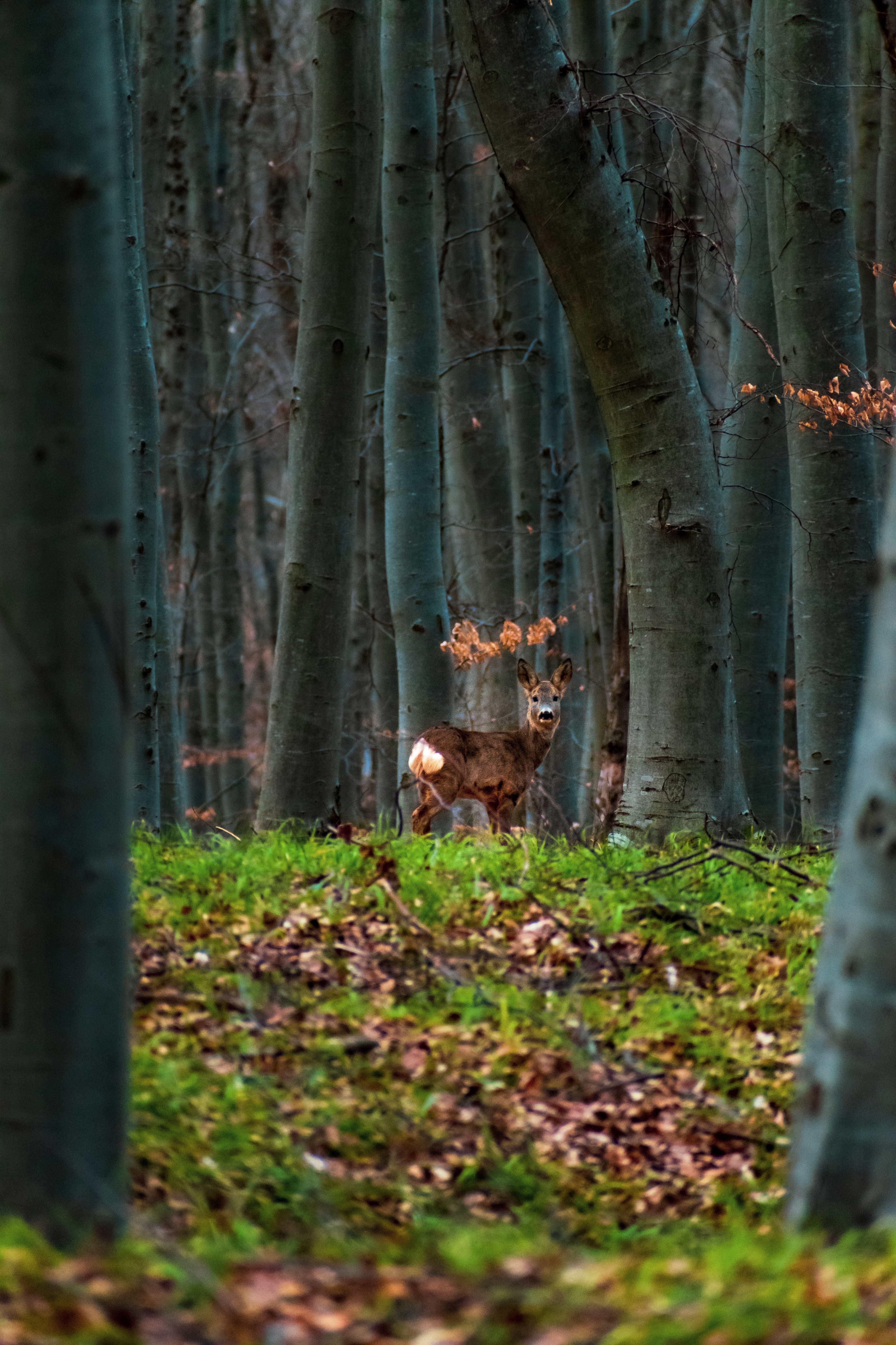 Download mobile wallpaper Deer, Animals, Forest, Animal, Trees for free.