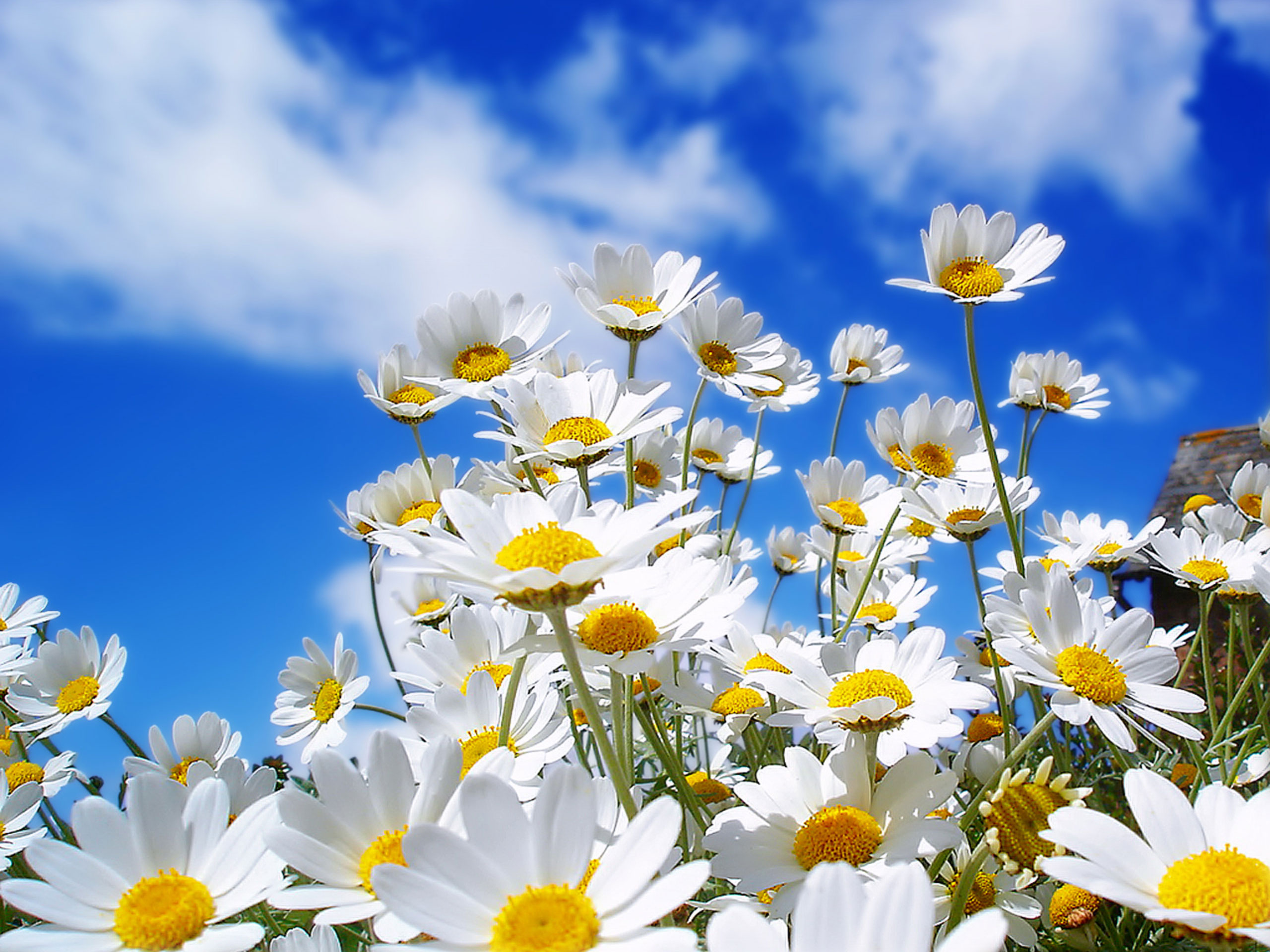 441421 descargar fondo de pantalla margarita, flor blanca, tierra/naturaleza, cielo, flores: protectores de pantalla e imágenes gratis