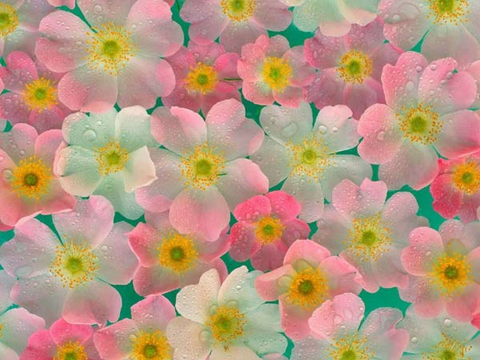 Handy-Wallpaper Blumen, Bilder kostenlos herunterladen.