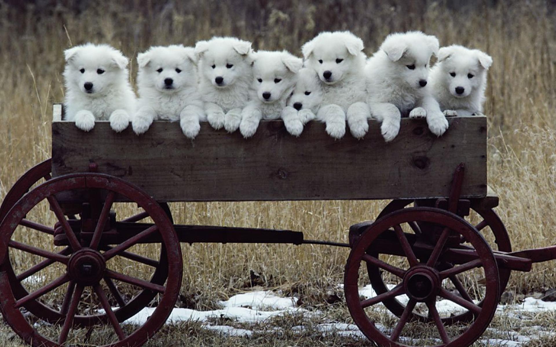 animal, newfoundland, cart, cute, dog, puppy