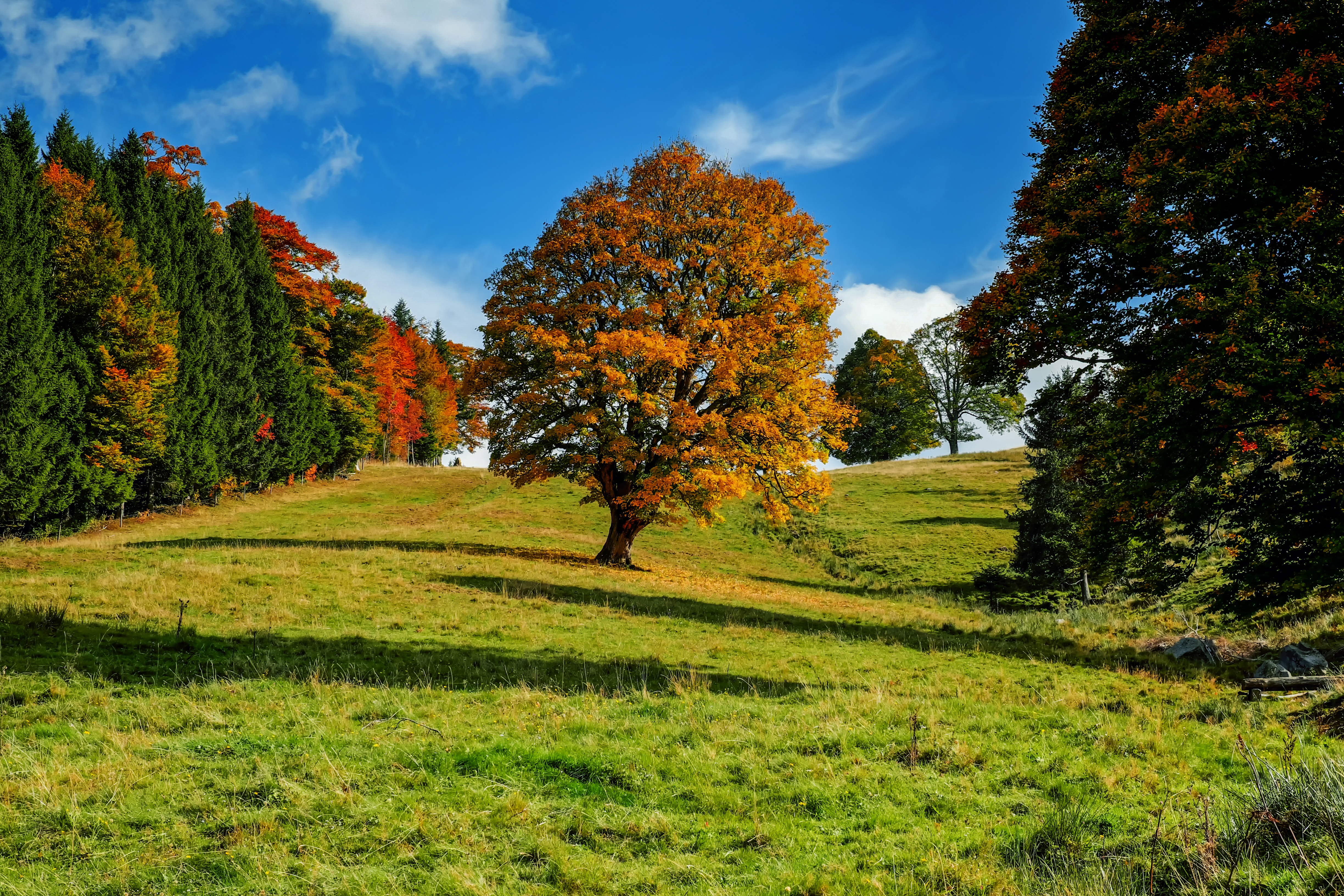 nature, autumn, wood, forest, tree, idyll HD wallpaper