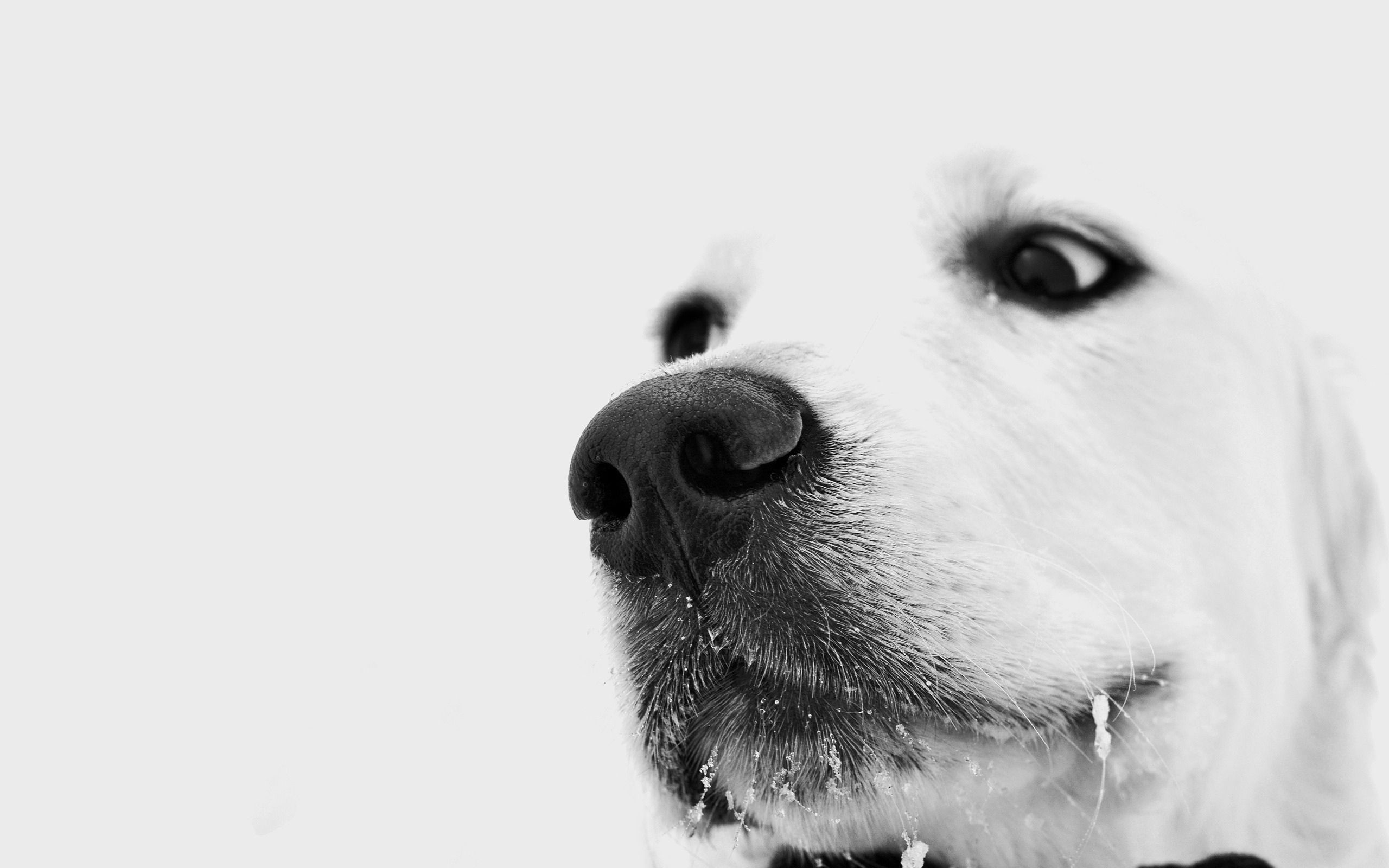 Laden Sie das Nase, Schnauze, Tiere, Hund-Bild kostenlos auf Ihren PC-Desktop herunter