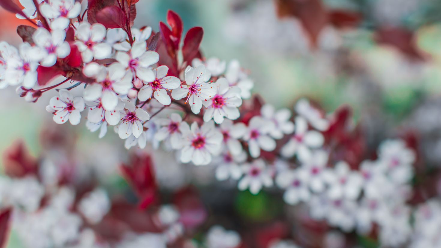 Flowers bloom. Красные весенние цветы. Красивая ветка. Весенние цветы заставка.