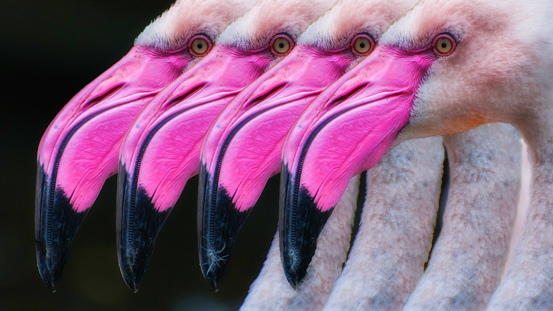 390951 Bild herunterladen tiere, flamingo, schnabel, vogel, rosa, vögel - Hintergrundbilder und Bildschirmschoner kostenlos