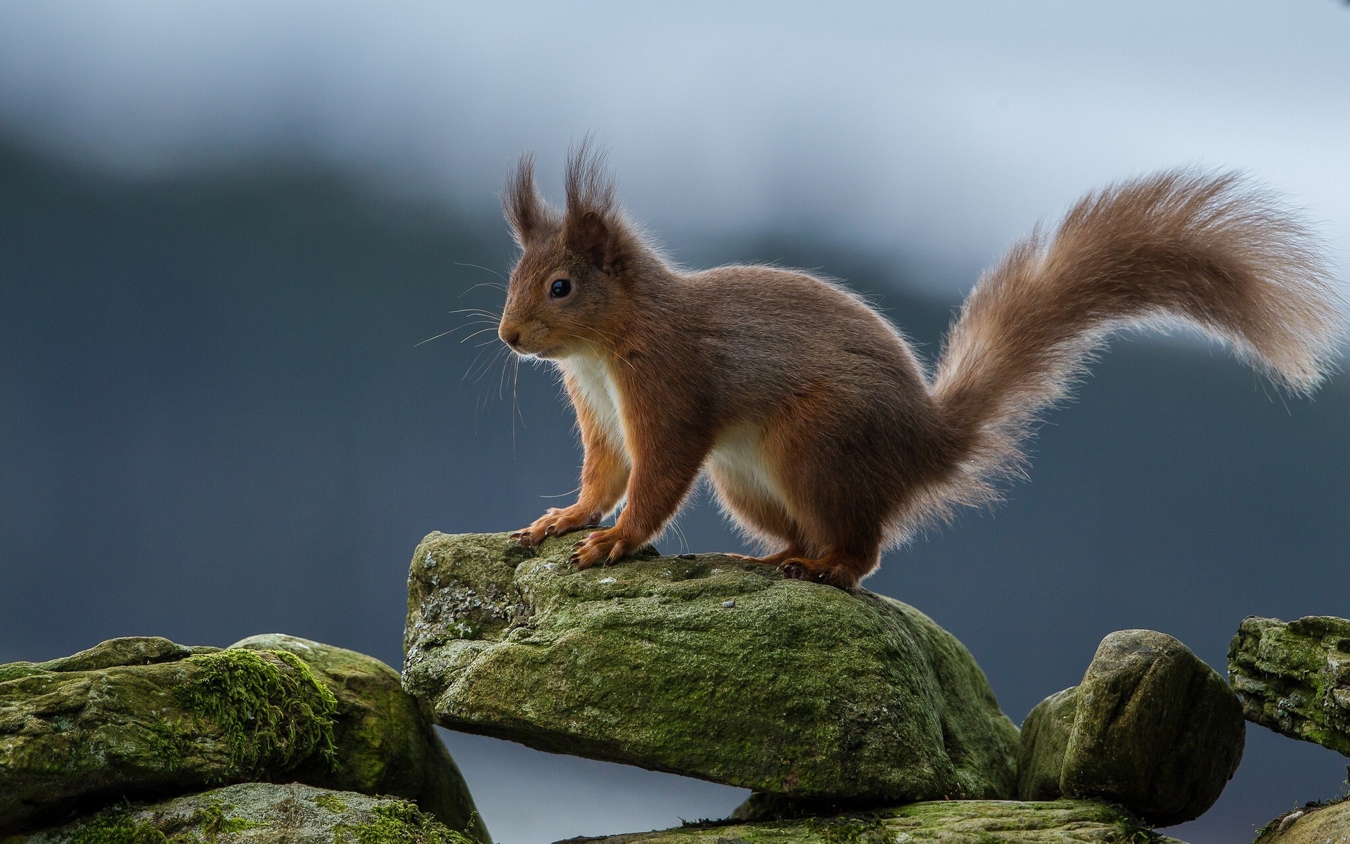 squirrel, animal, moss, rodent, stone