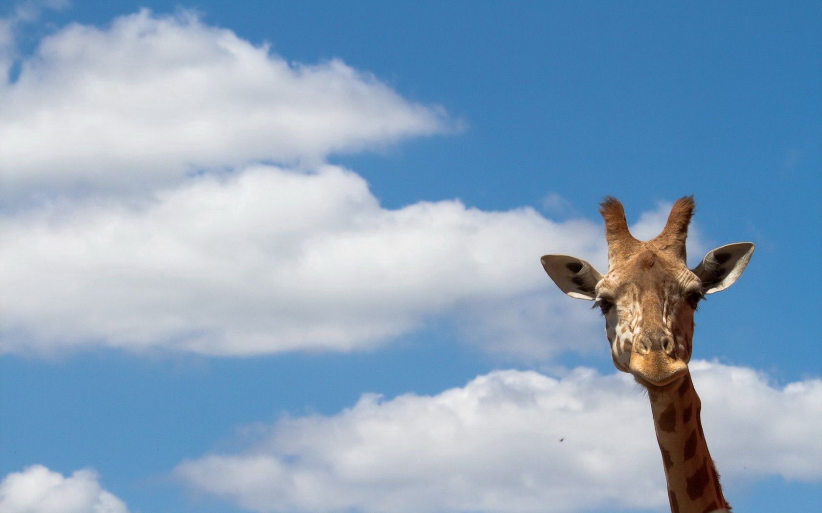 74665 скачать картинку жираф, животные, природа, небо - обои и заставки бесплатно