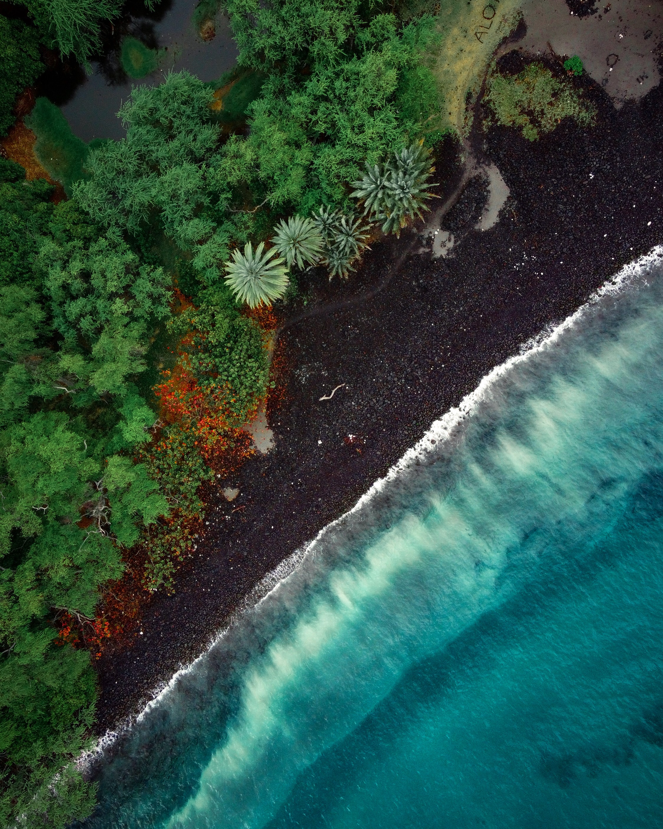 nature, beach, trees, view from above, tide, high tide
