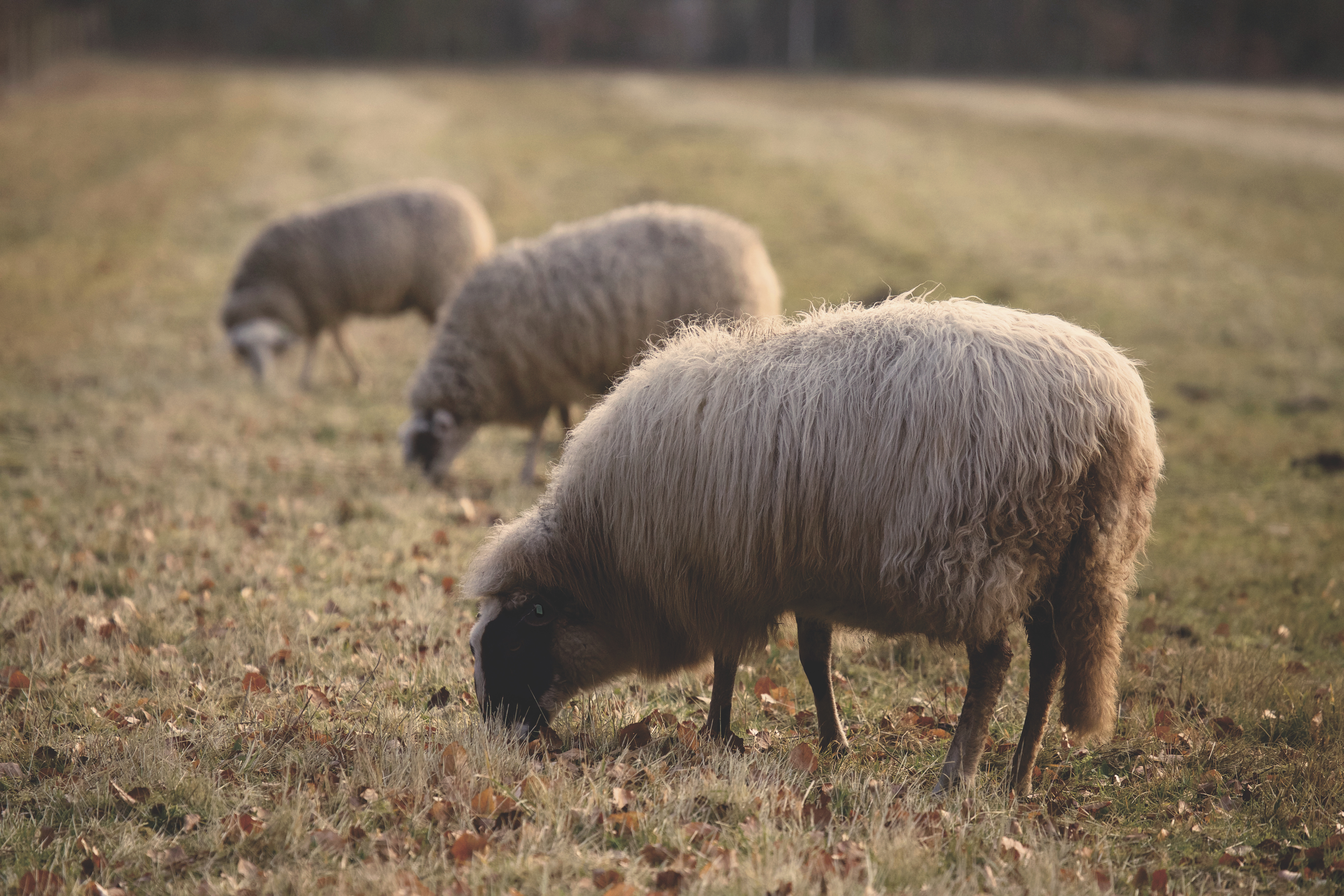 121514 скачать обои овцы, животные, ферма, пастбище - заставки и картинки бесплатно