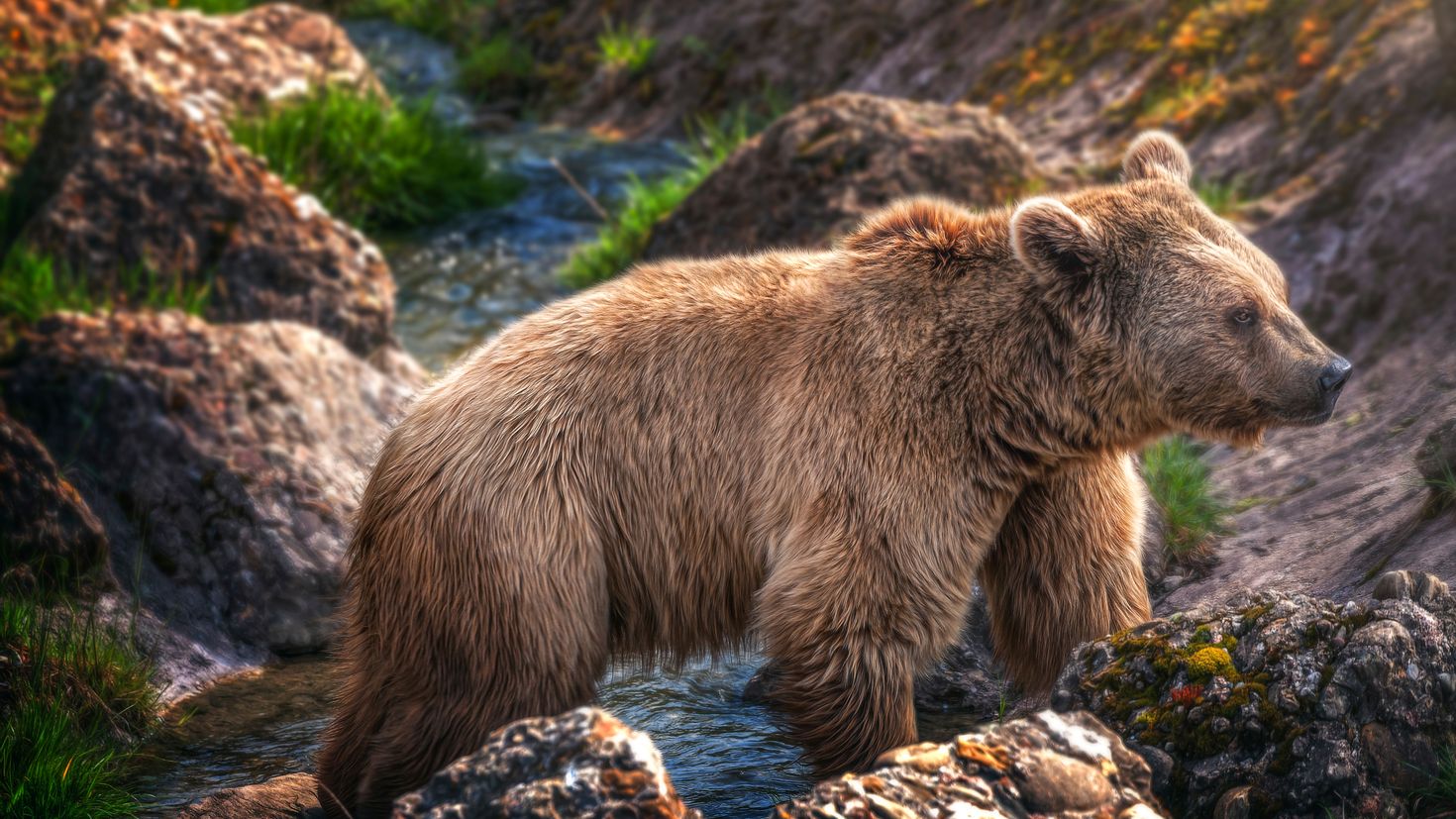 Медведь. Апеннинский бурый медведь. Ursus arctos Piscator. Сибирский бурый медведь. Европейский бурый медведь.