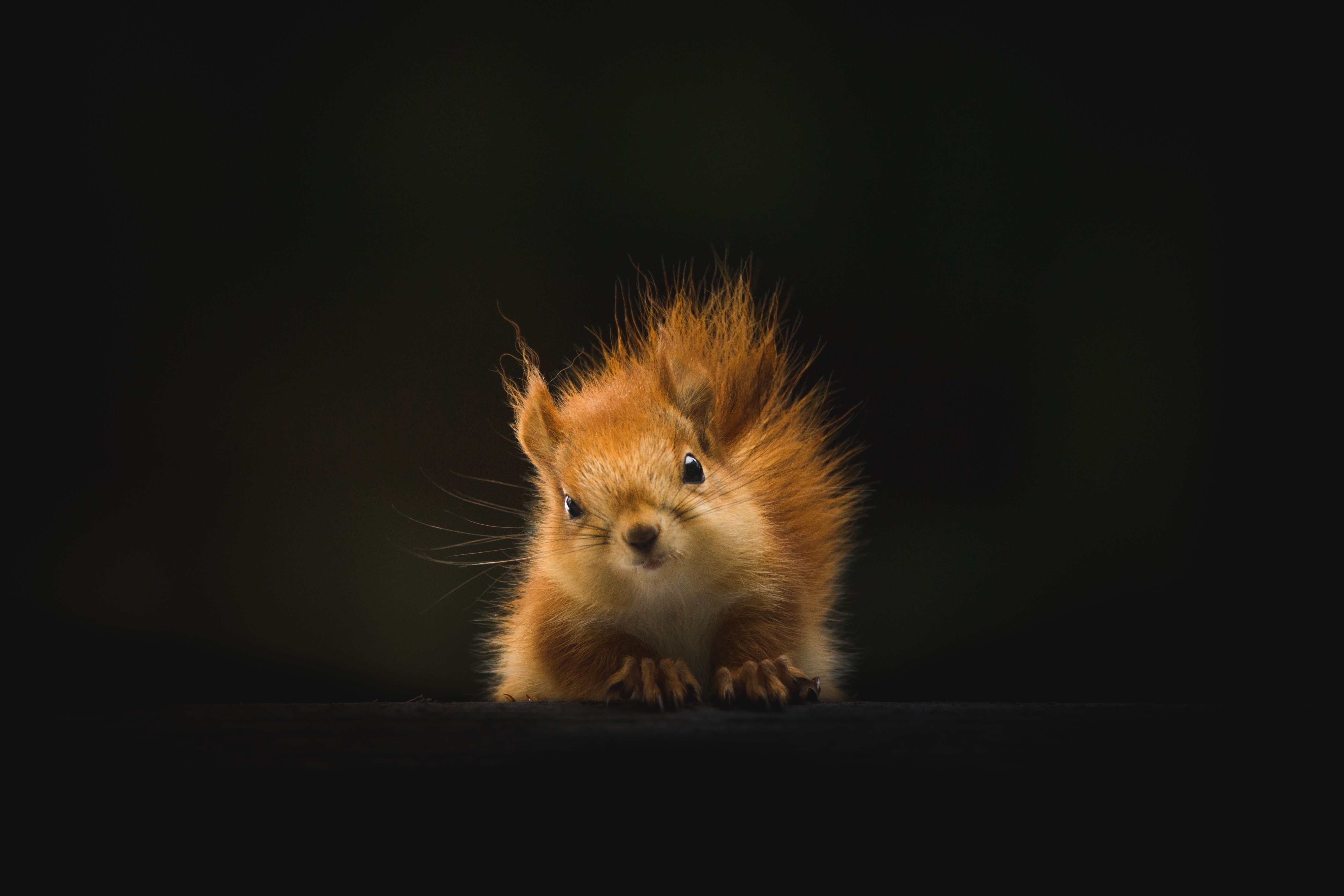 100389 Hintergrundbild herunterladen tiere, eichhörnchen, flauschige, tier - Bildschirmschoner und Bilder kostenlos