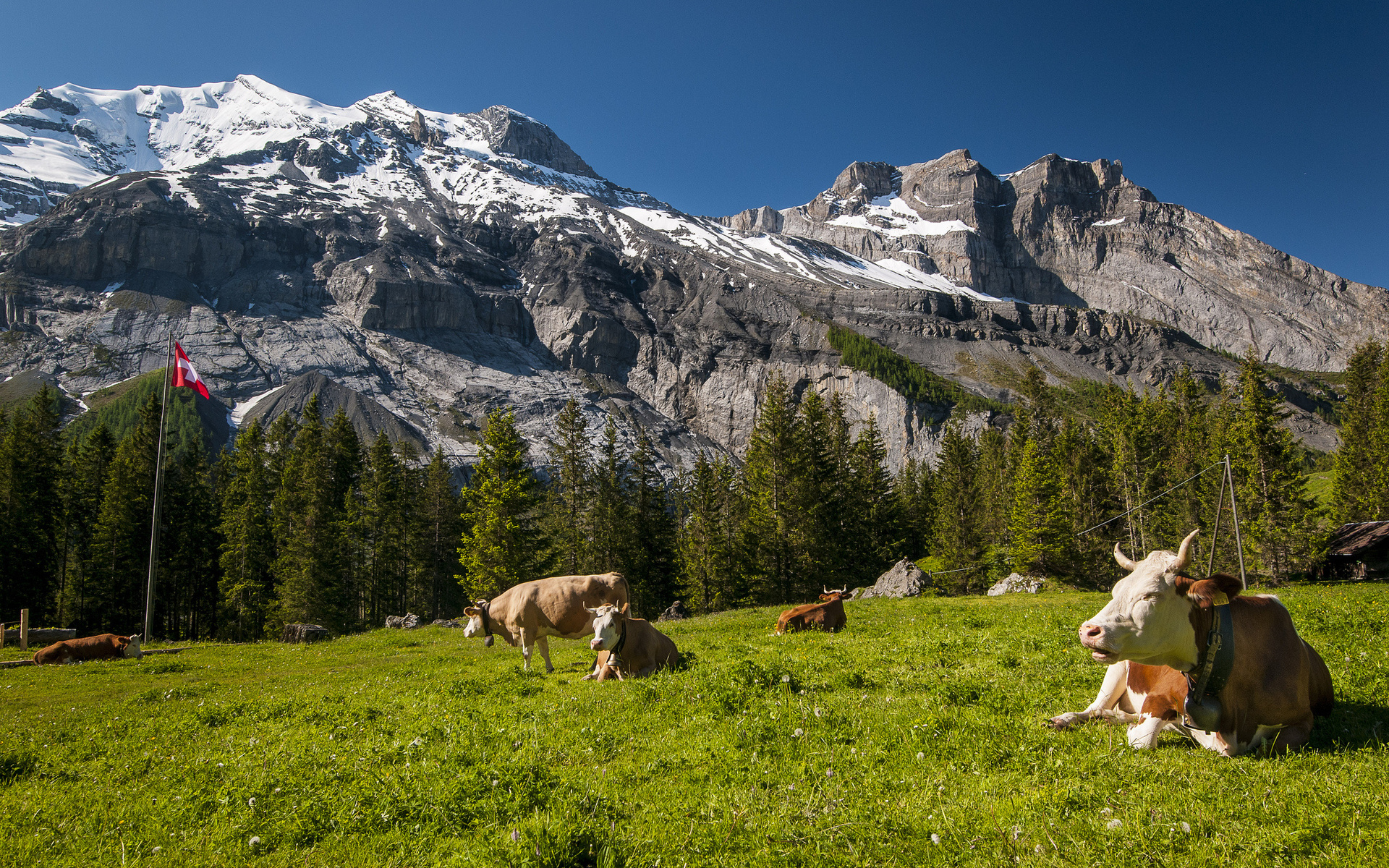 538148 télécharger le fond d'écran vache, prairie, suisse, animaux, paysage, montagne - économiseurs d'écran et images gratuitement