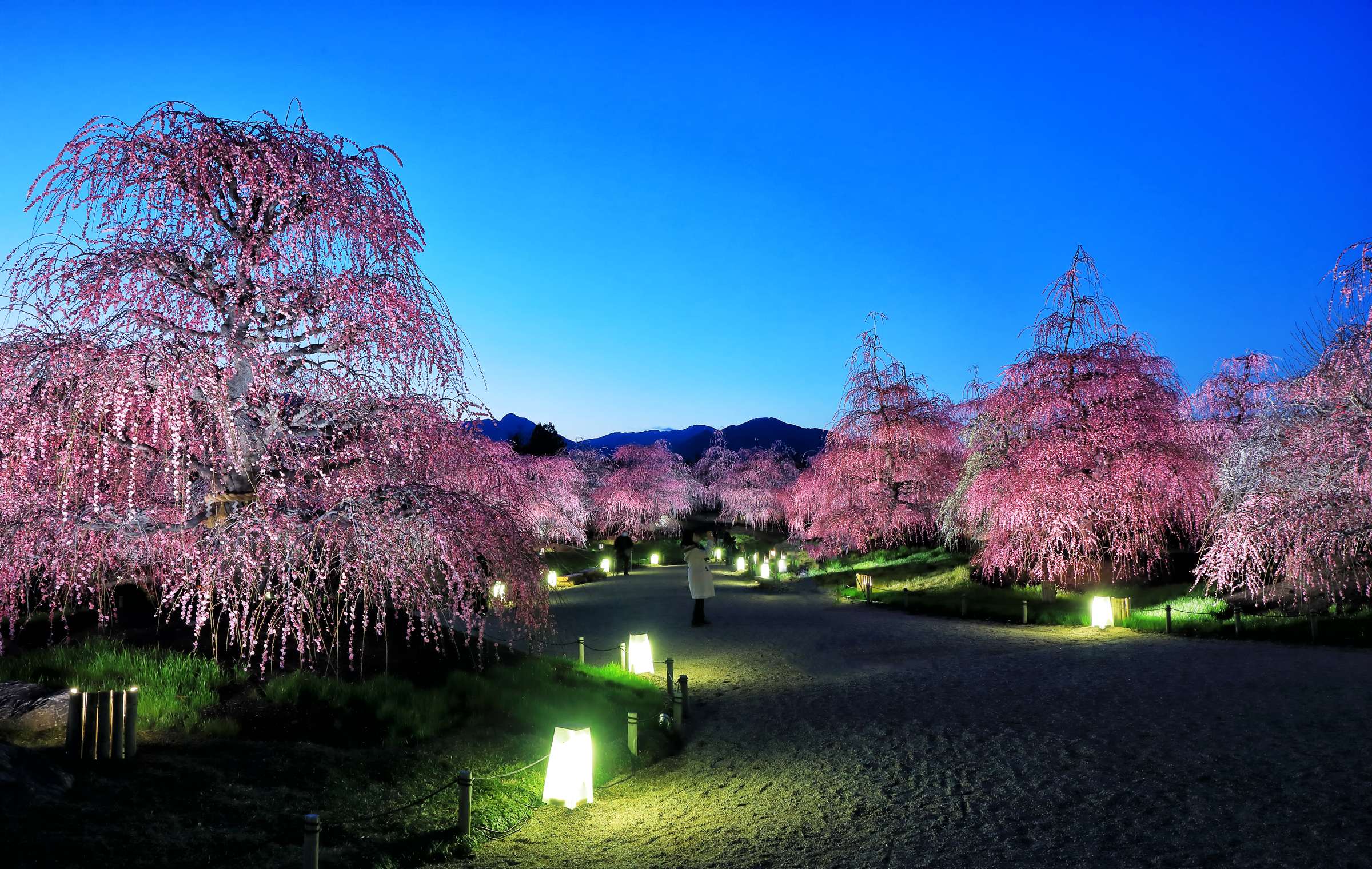 Free download wallpaper Night, Sakura, Park, Earth, Spring, Tokyo, Photography, Cherry Blossom on your PC desktop
