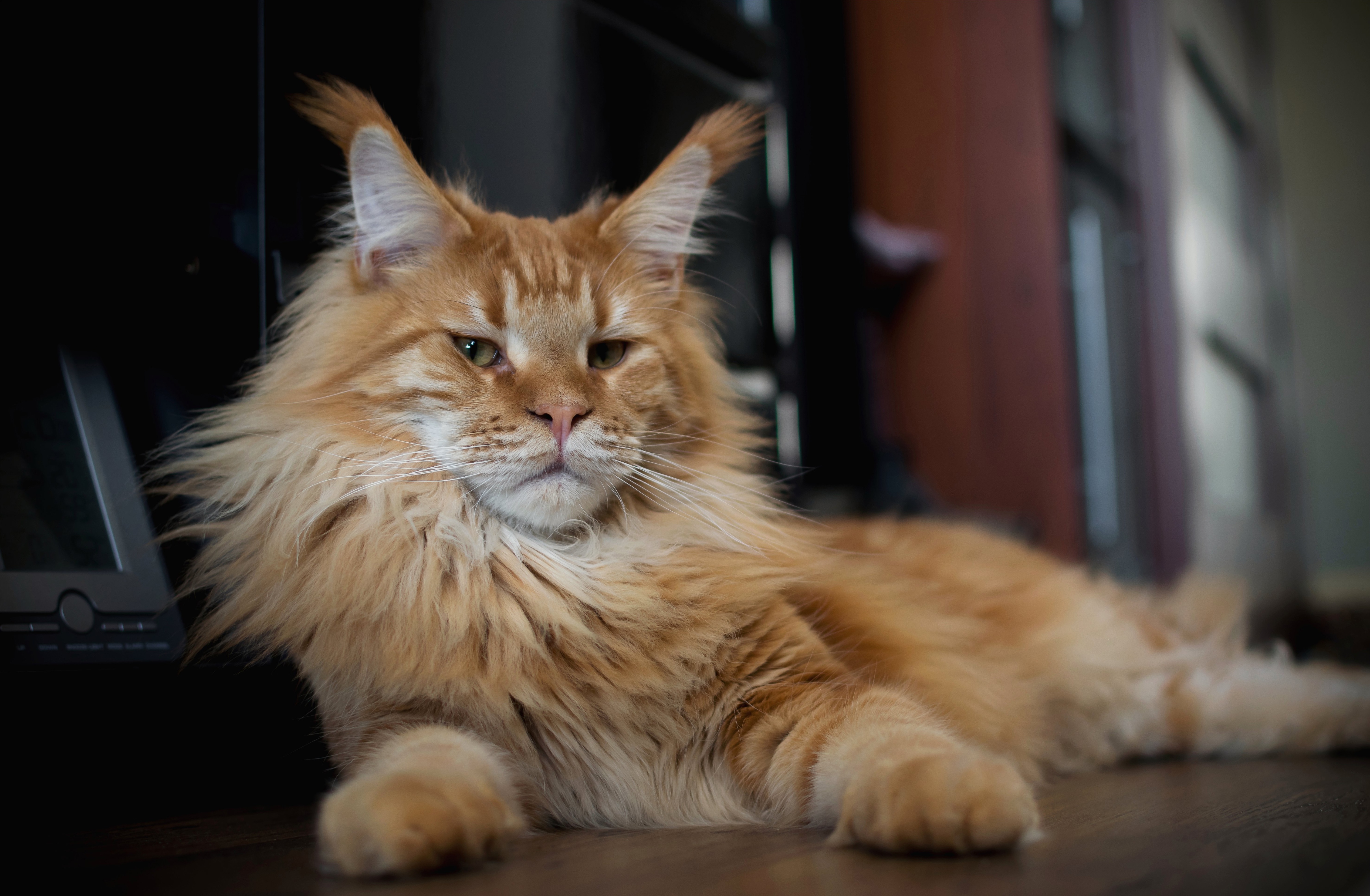 рыжий мейнкун кот фото