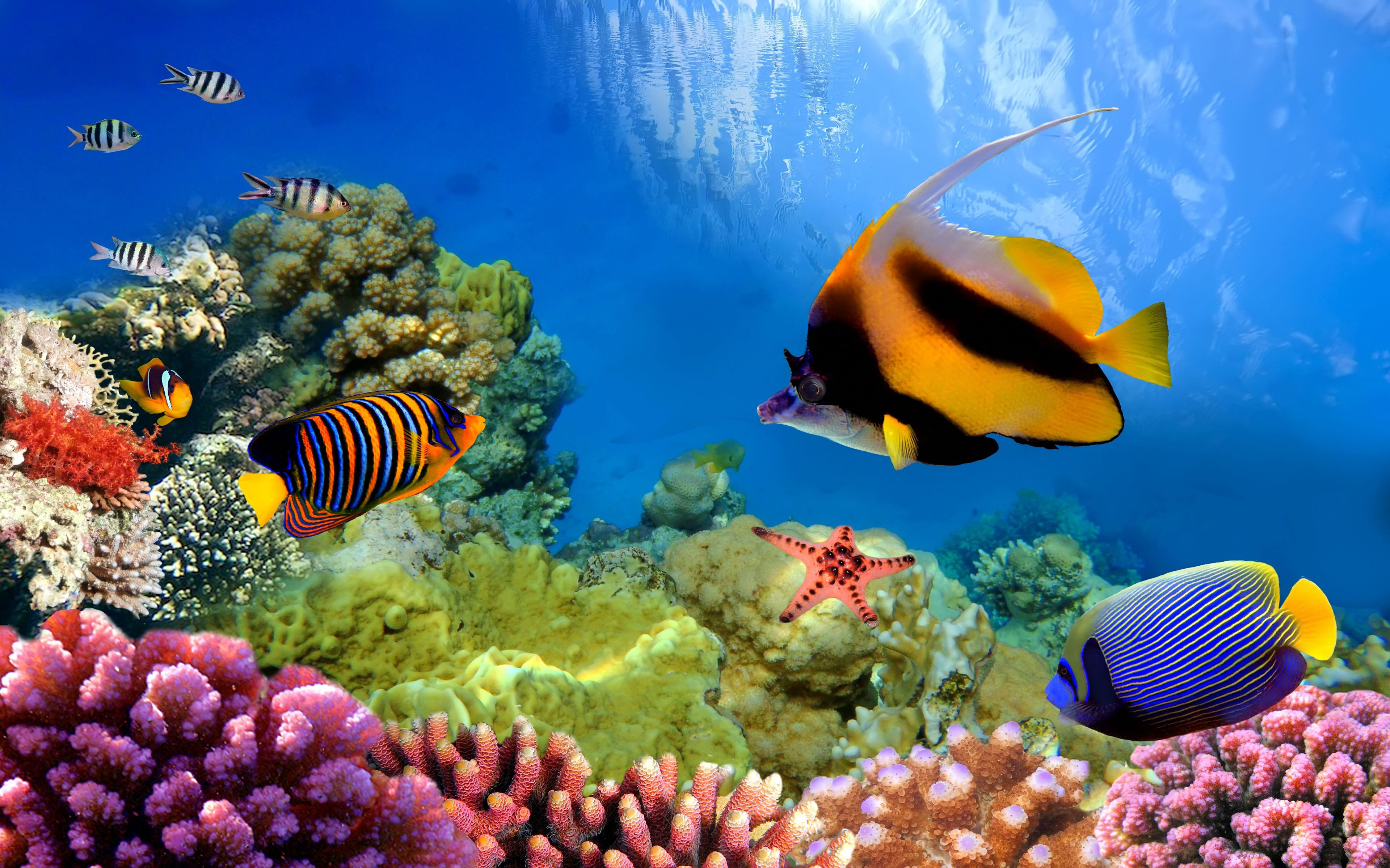 423348 скачать обои большой барьерный риф, подводный, рыбы, кораллы, животные, цвета - заставки и картинки бесплатно