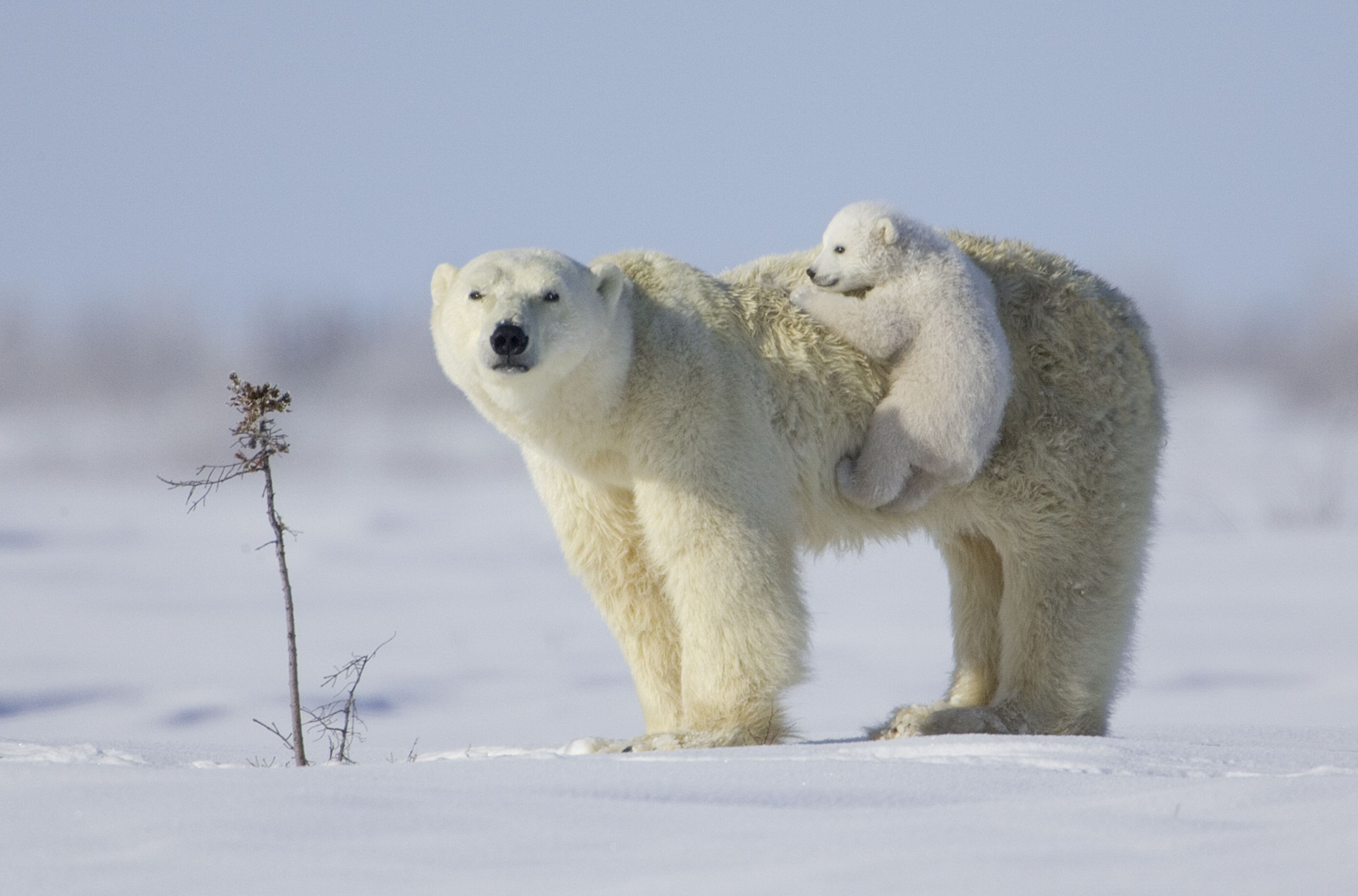 Поздравления с днем белым медведем. Белый медведь в Северной Америке. Белый медведь хозяин Арктики. Медвежьи патрули для белого медведя. Полярный медведь в тундре.