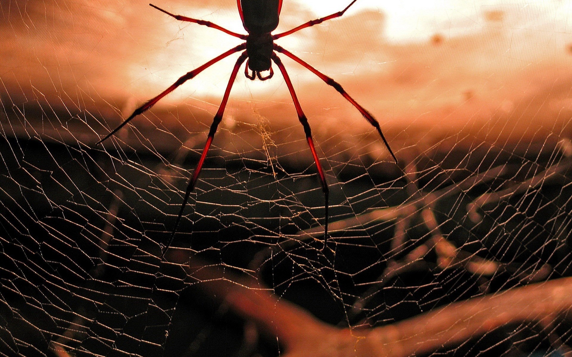 animal, spider, spiders Full HD