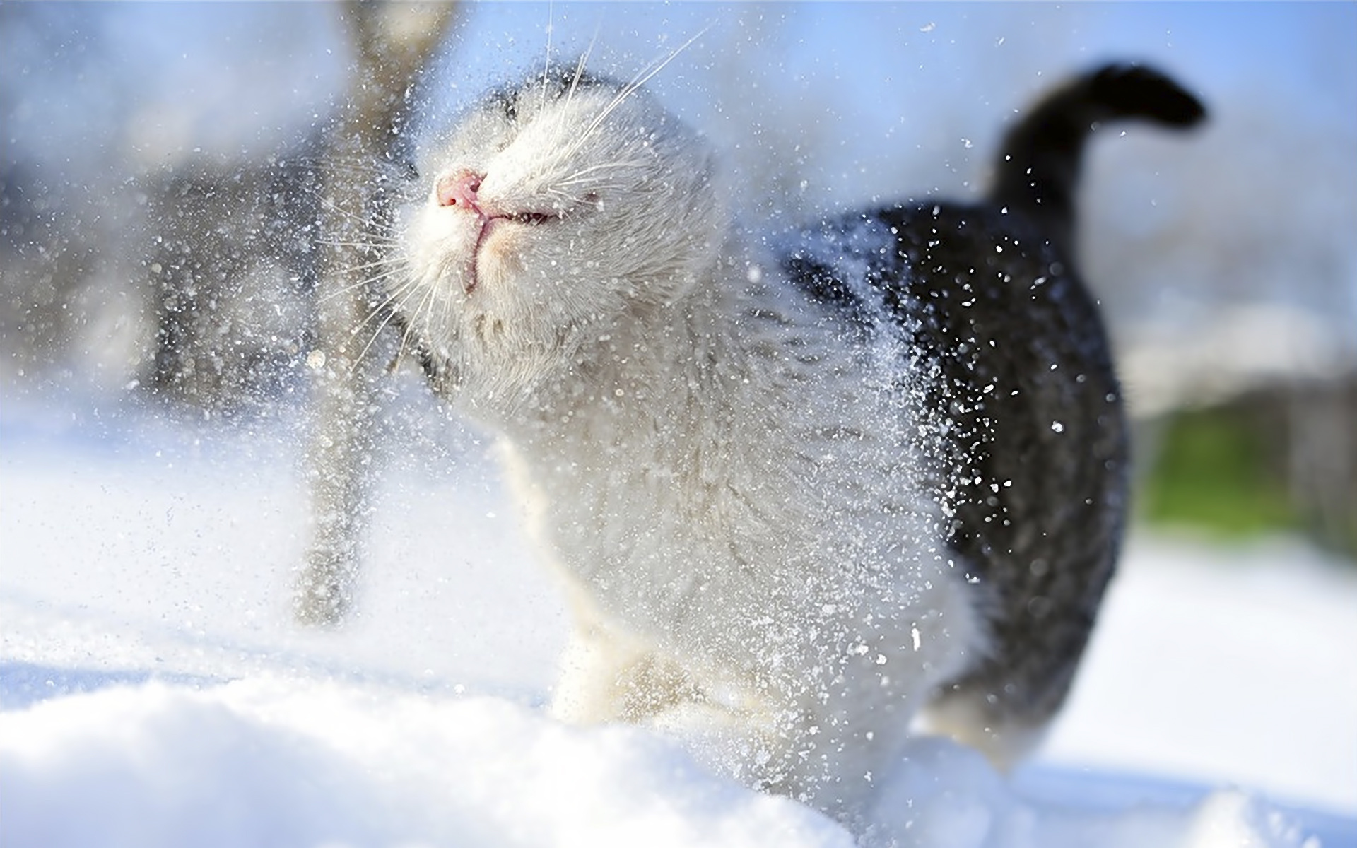 165310 завантажити шпалери сніг, коти, тварина, кішка - заставки і картинки безкоштовно