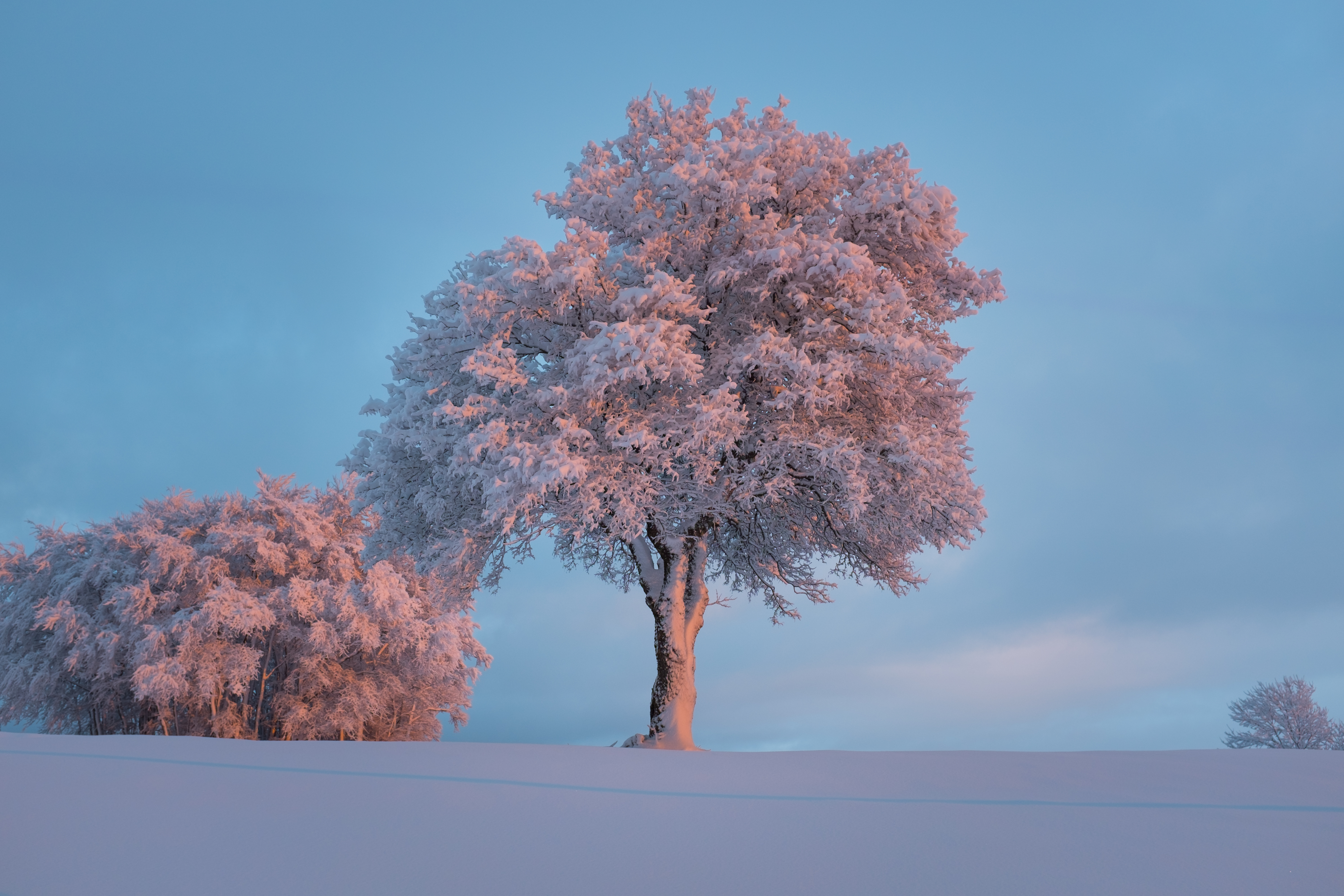 Handy-Wallpaper Baum, Rauhreif, Schneebedeckt, Snowbound, Natur, Winter, Holz, Frost, Schnee kostenlos herunterladen.